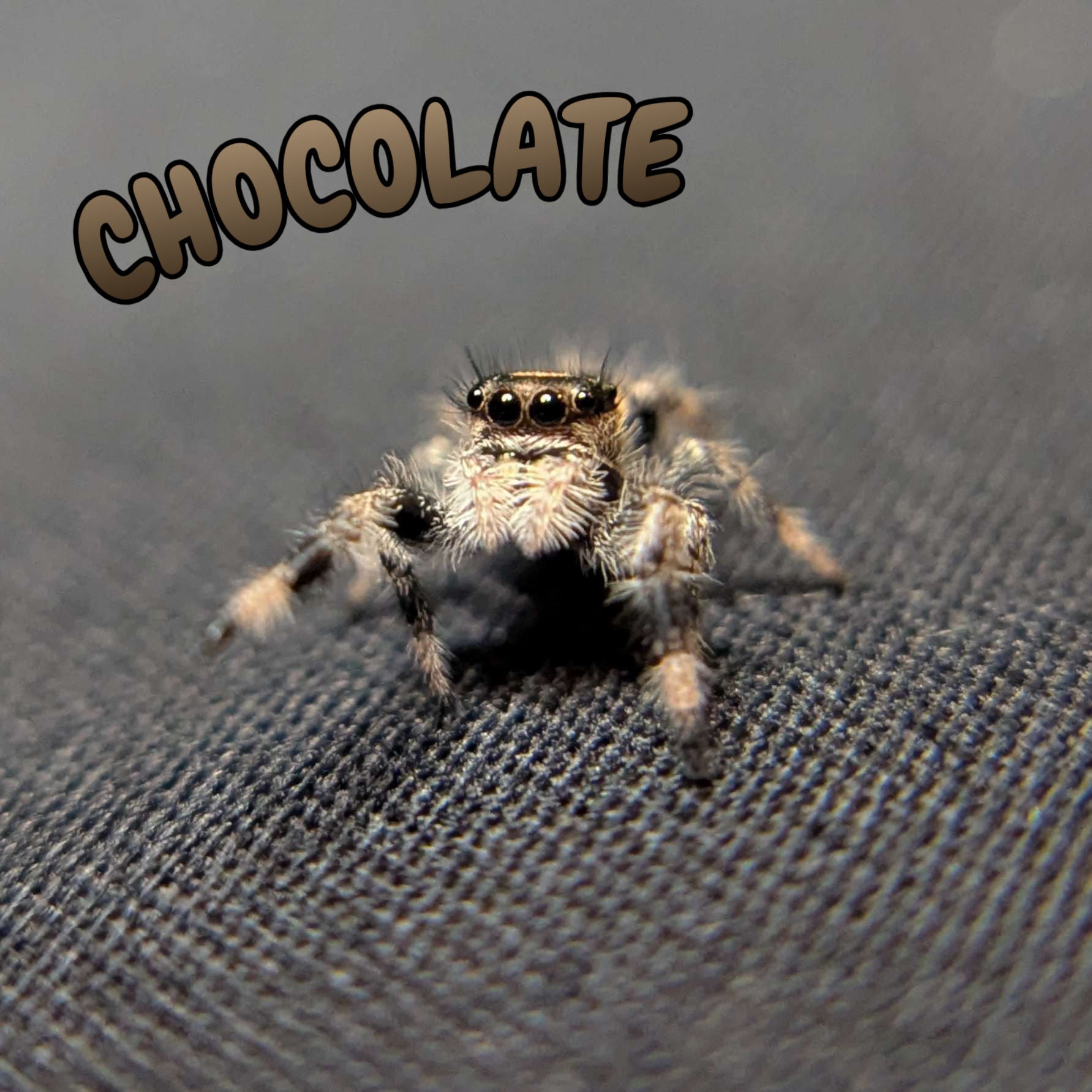 Regal Jumping Spider "Chocolate"