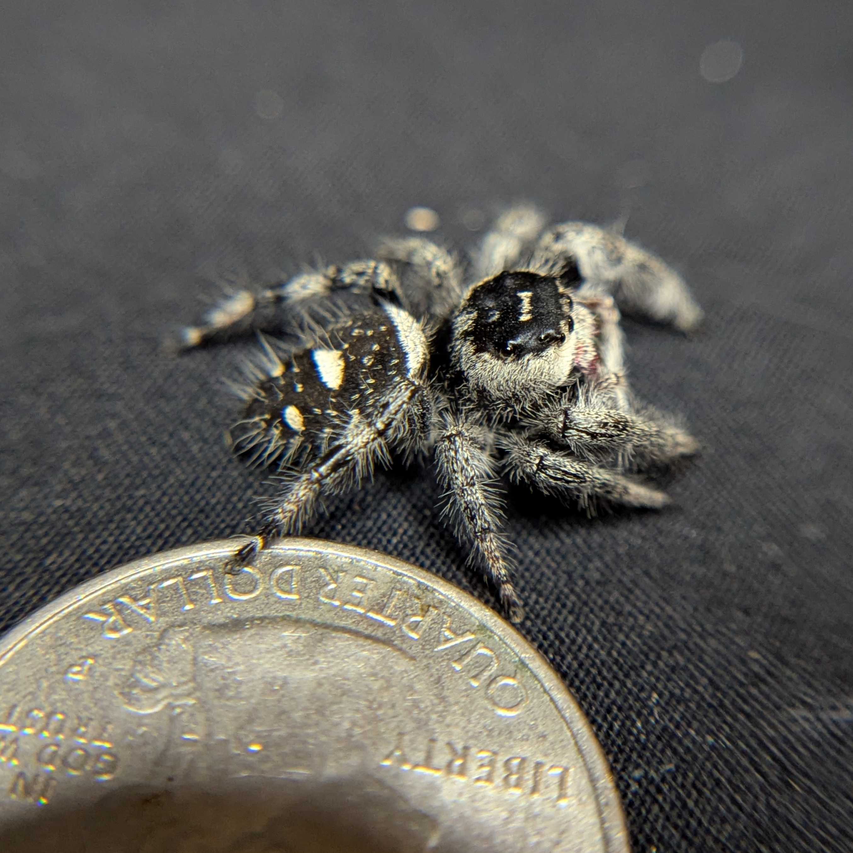Regal Jumping Spider "Cookies n Cream"