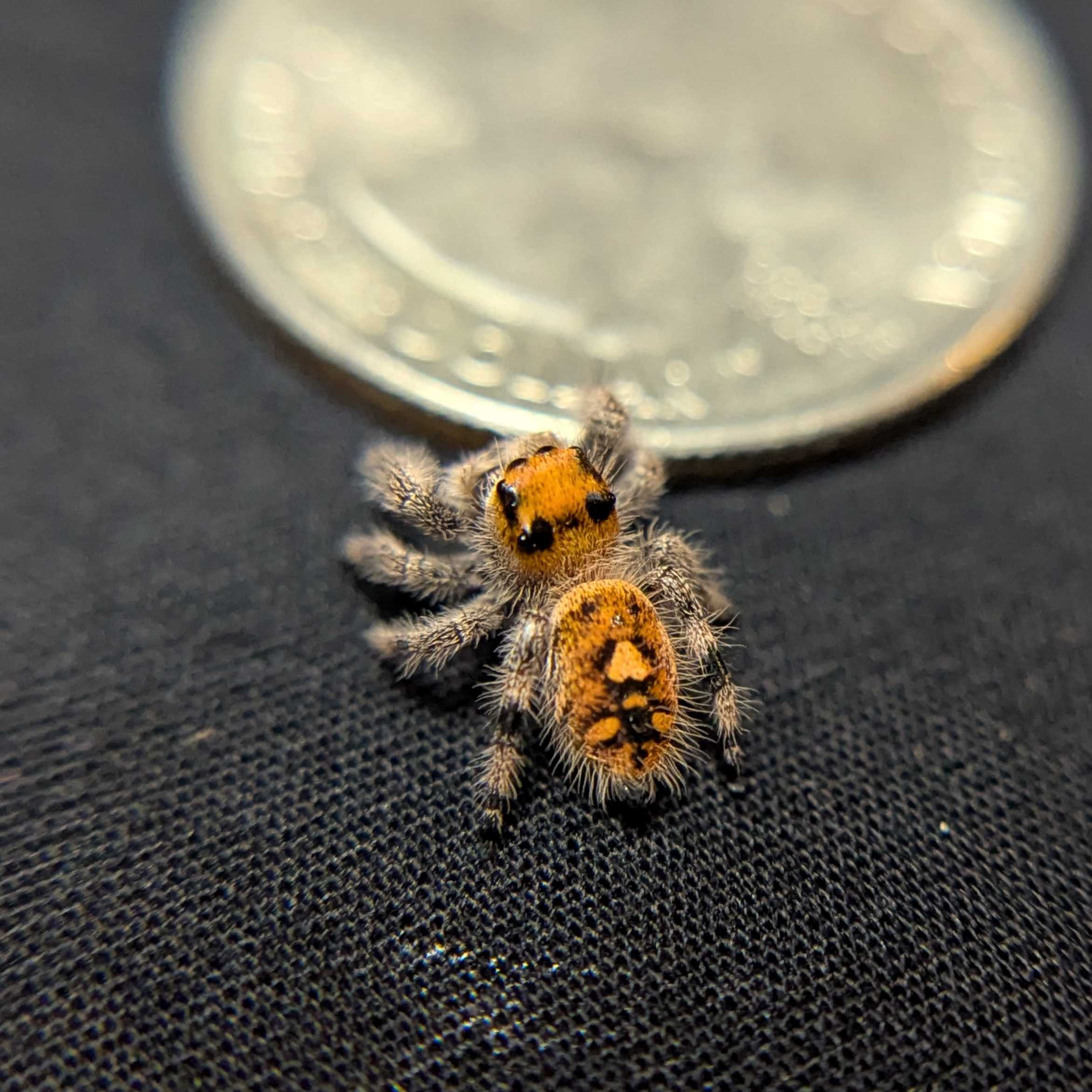 Regal Jumping Spider "Sunshine"