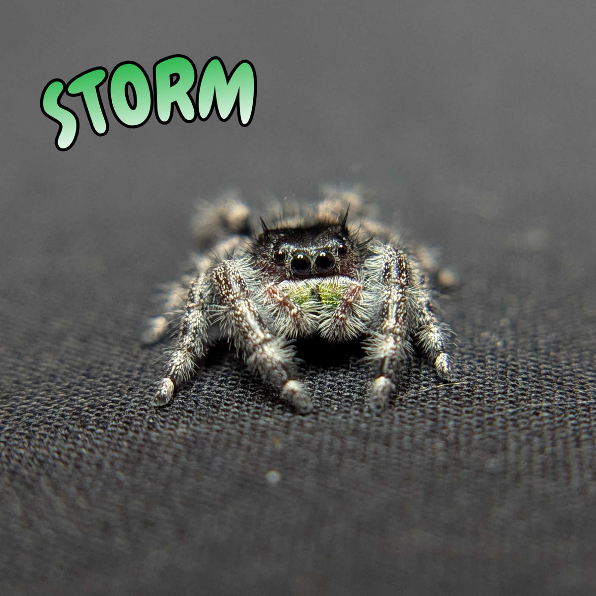 Audax Jumping Spider "Storm”