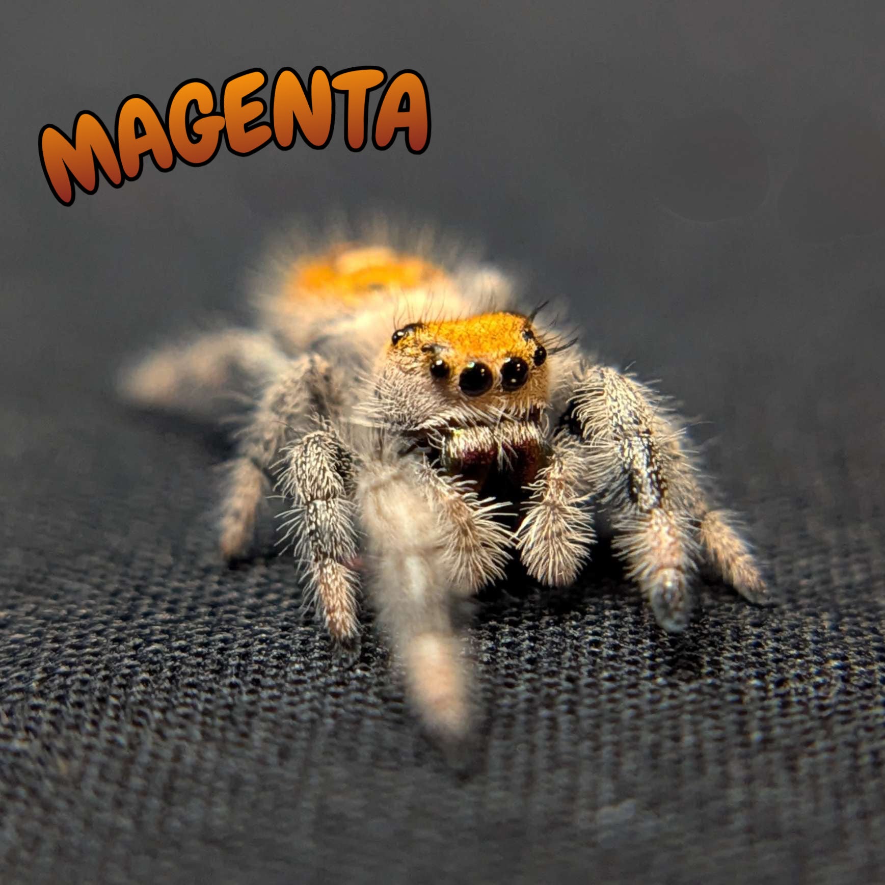 Regal Jumping Spider "Magenta"