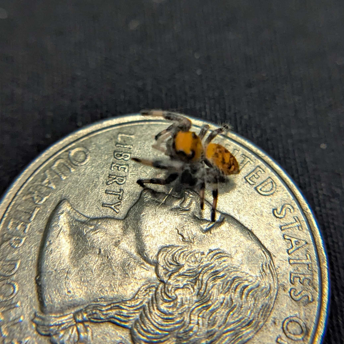 Regal Jumping Spider “Dijon”