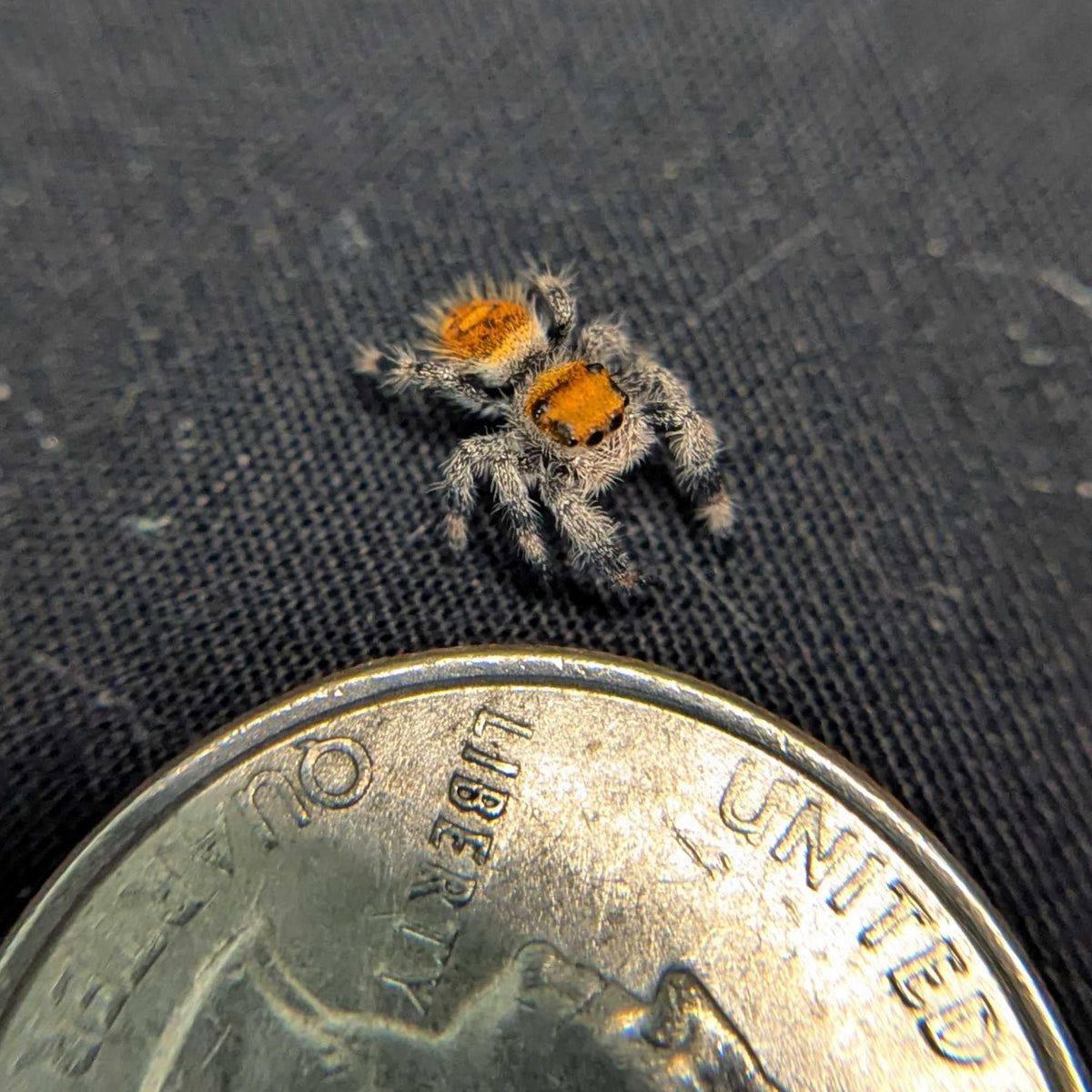 Regal Jumping Spider “Solara”