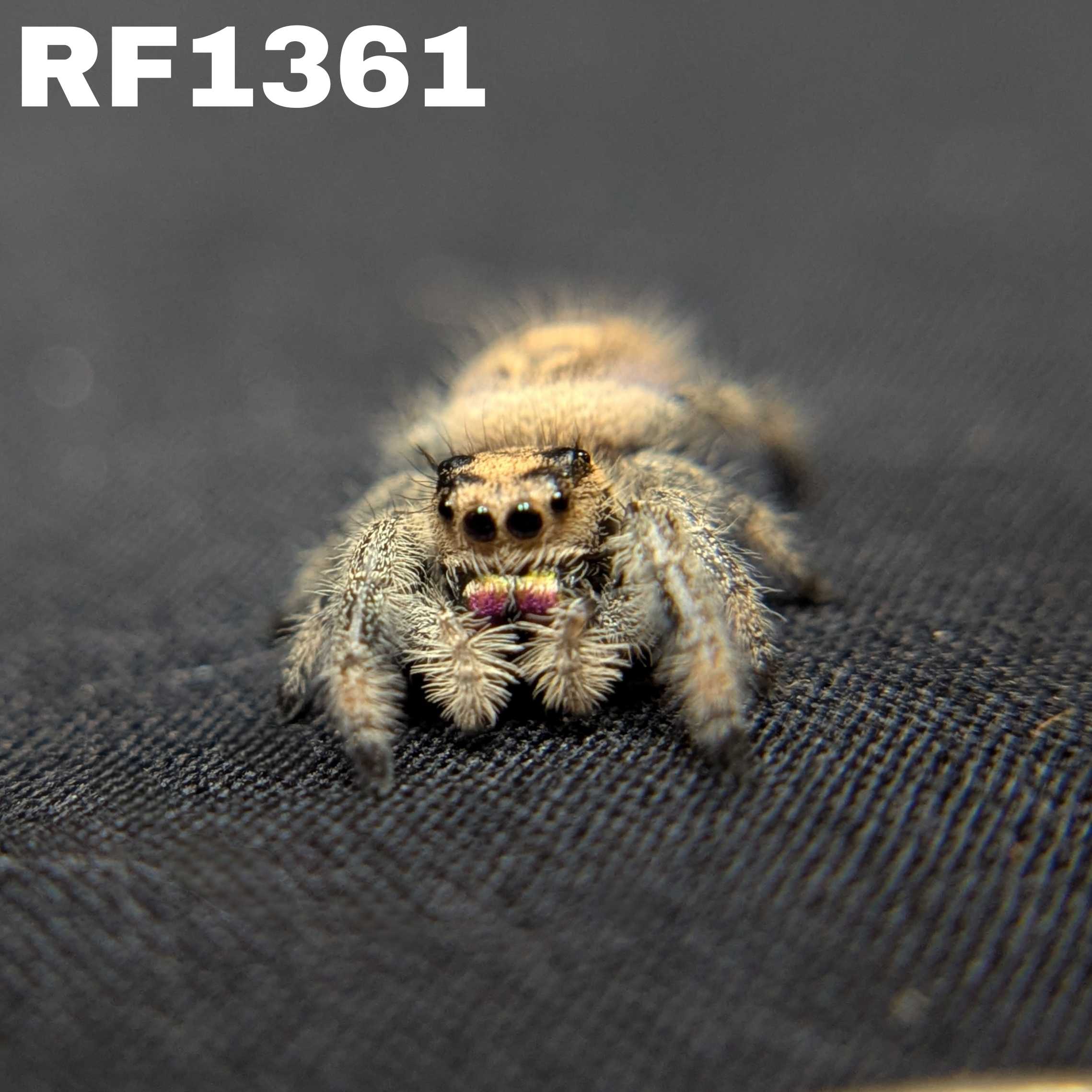 Regal Jumping Spider “Mimosa”