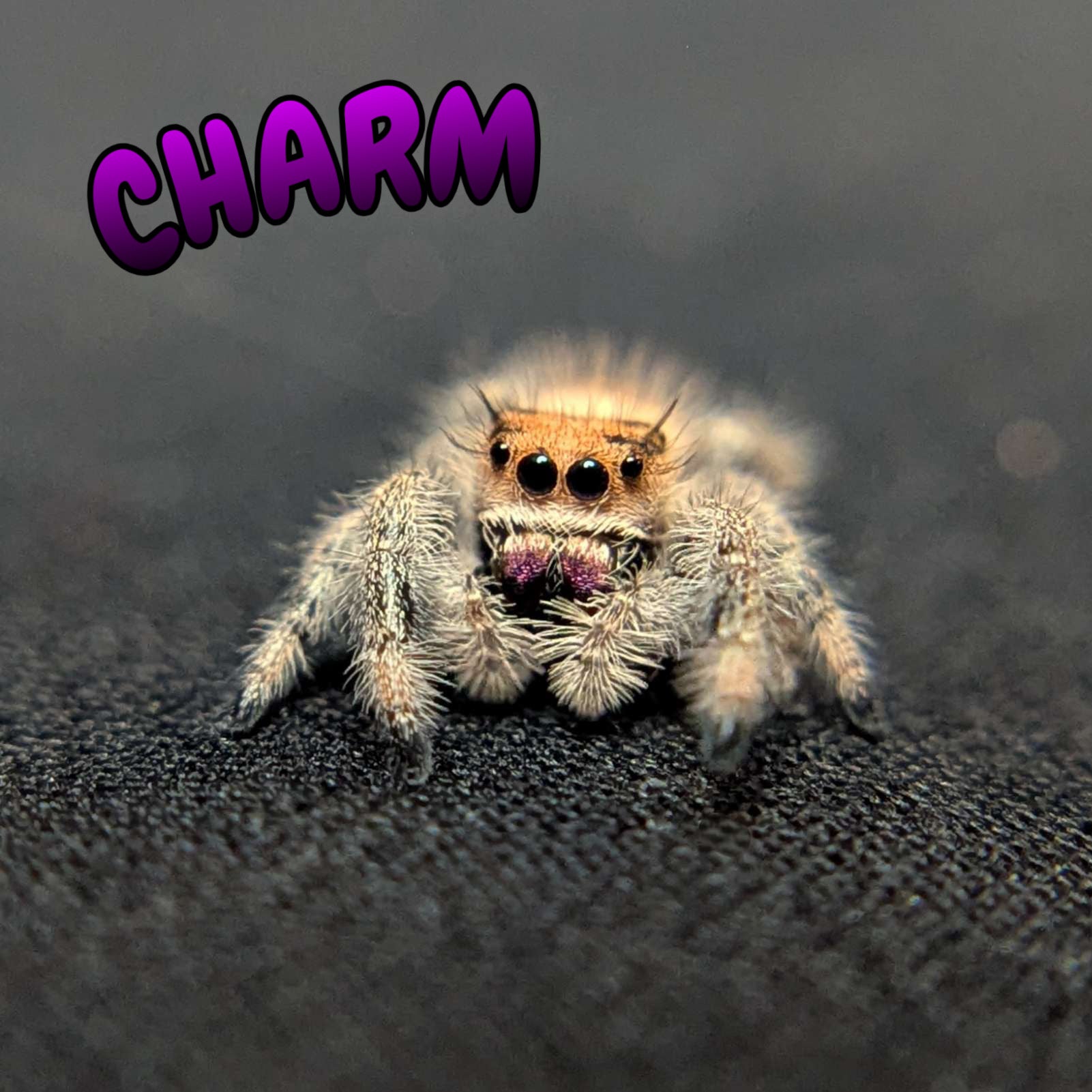 Regal Jumping Spider “Charm”