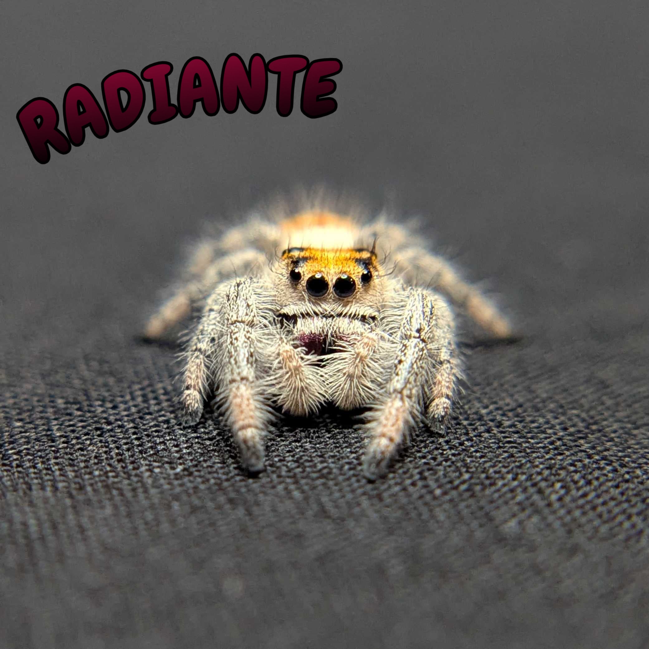Regal Jumping Spider "Radiante"