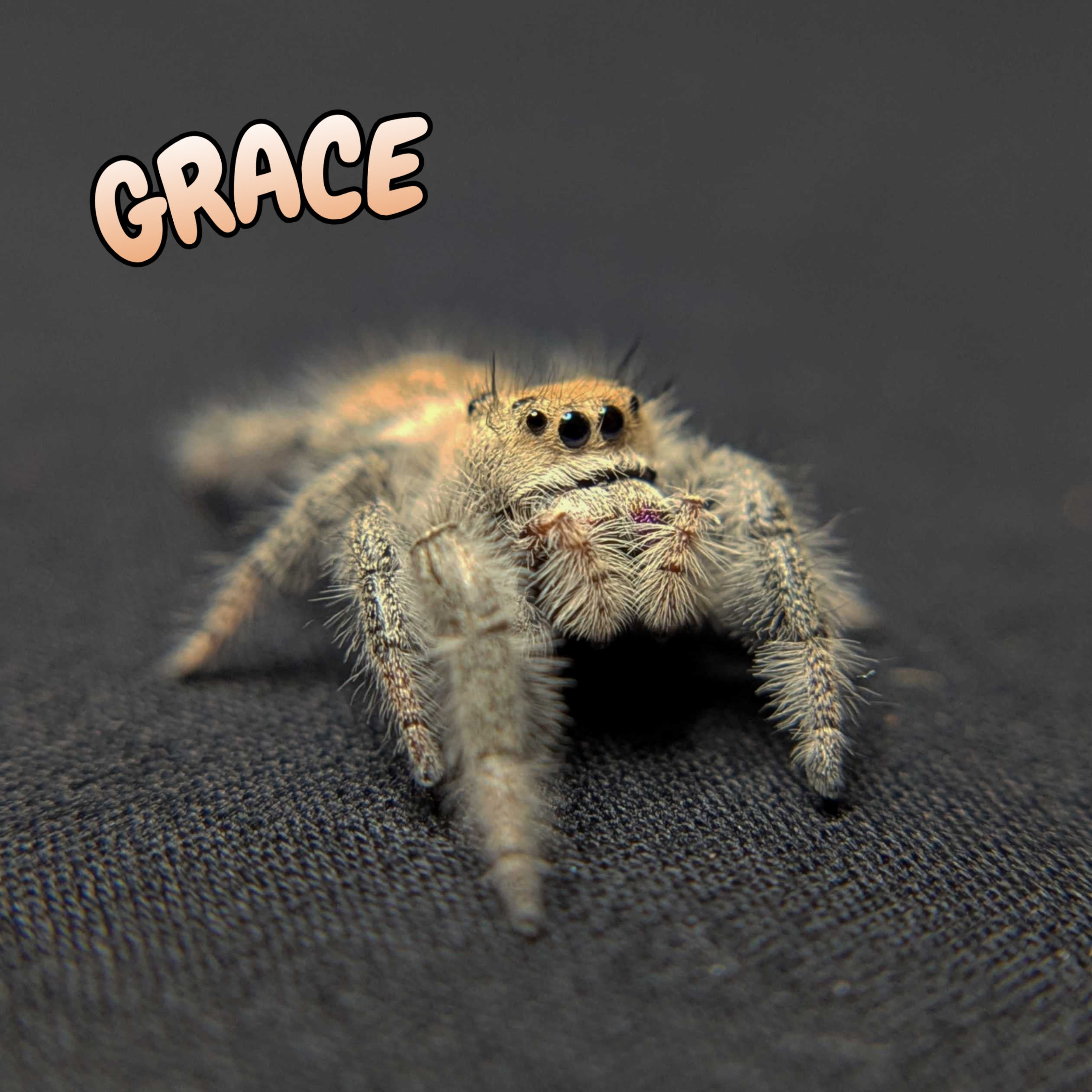 Regal Jumping Spider "Grace"