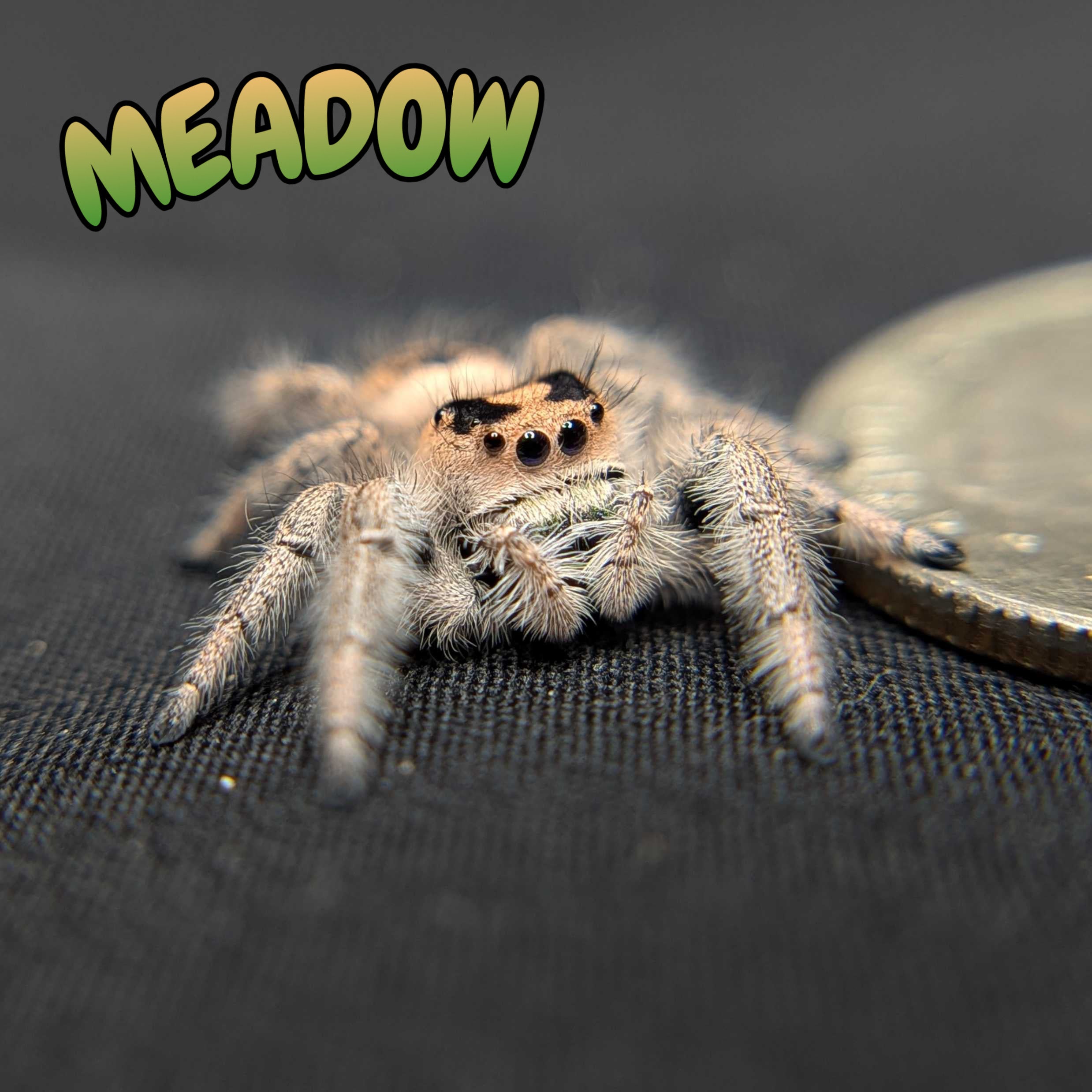 Regal Jumping Spider "Meadow"
