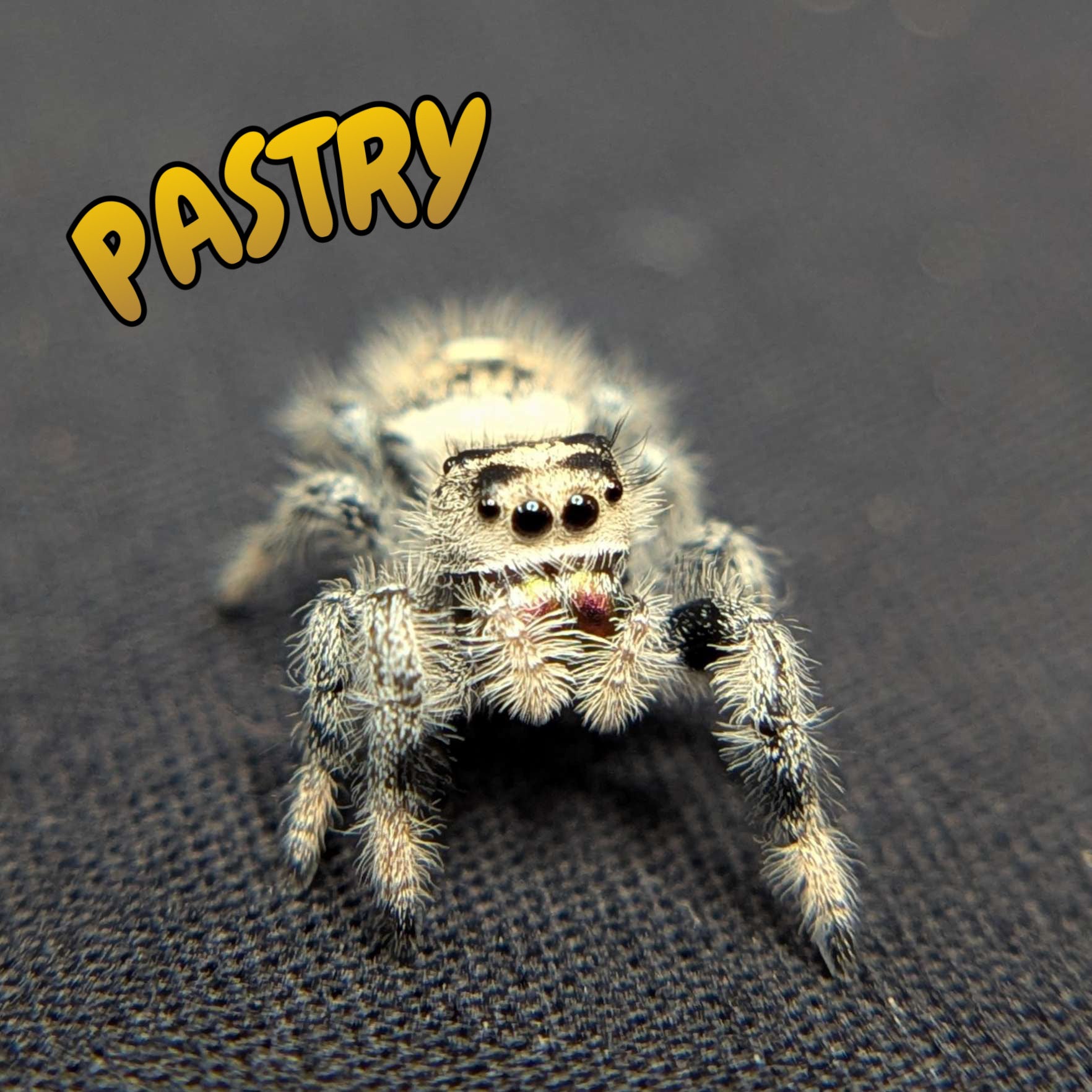 Female Regal Jumping Spider Pastry