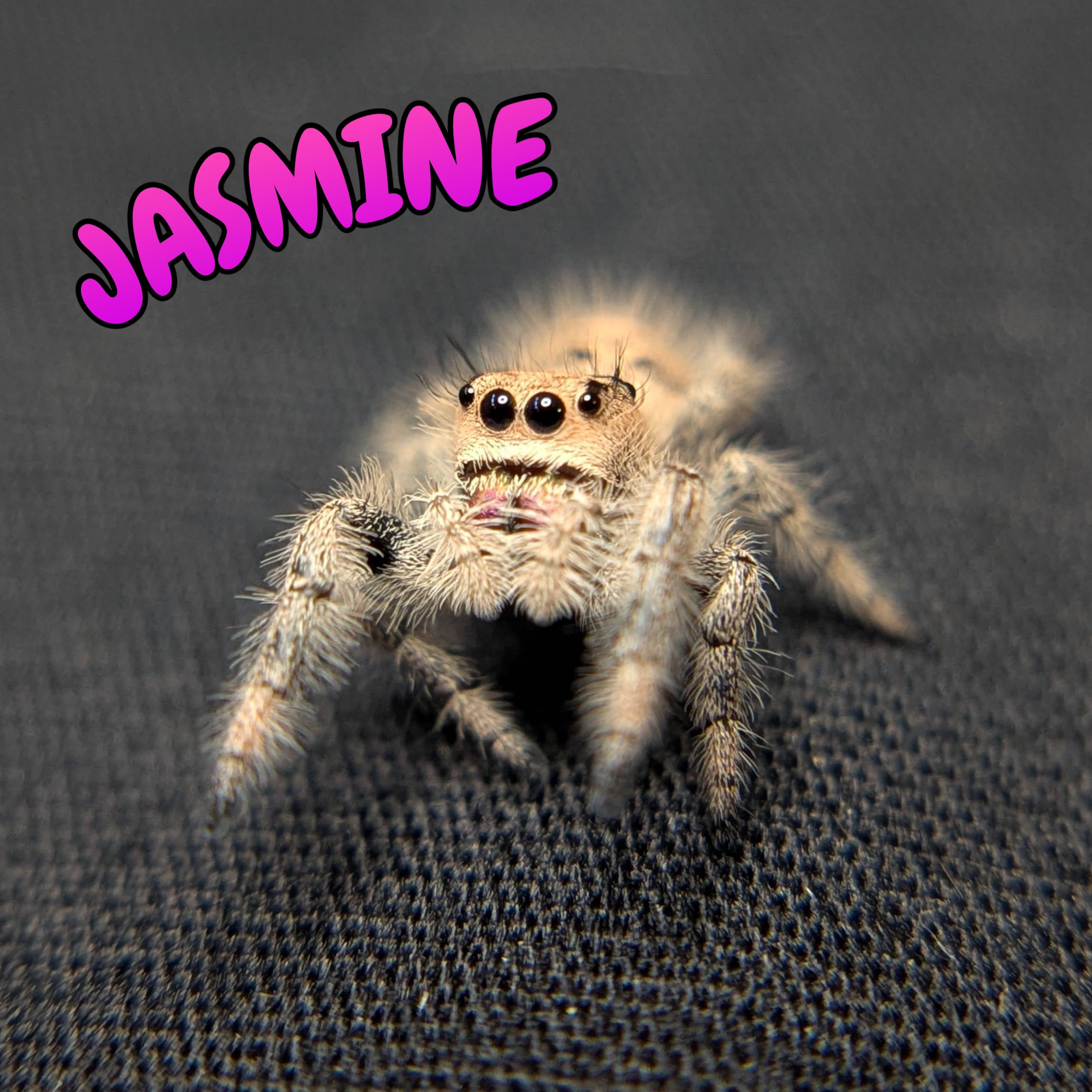 Female Regal Jumping Spider Jasmine