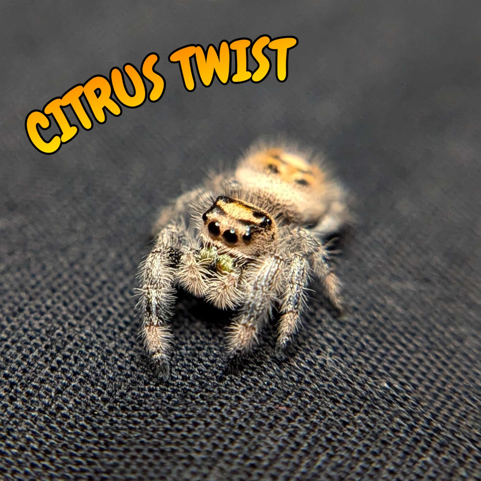 Female Regal Jumping Spider Citrus Twist