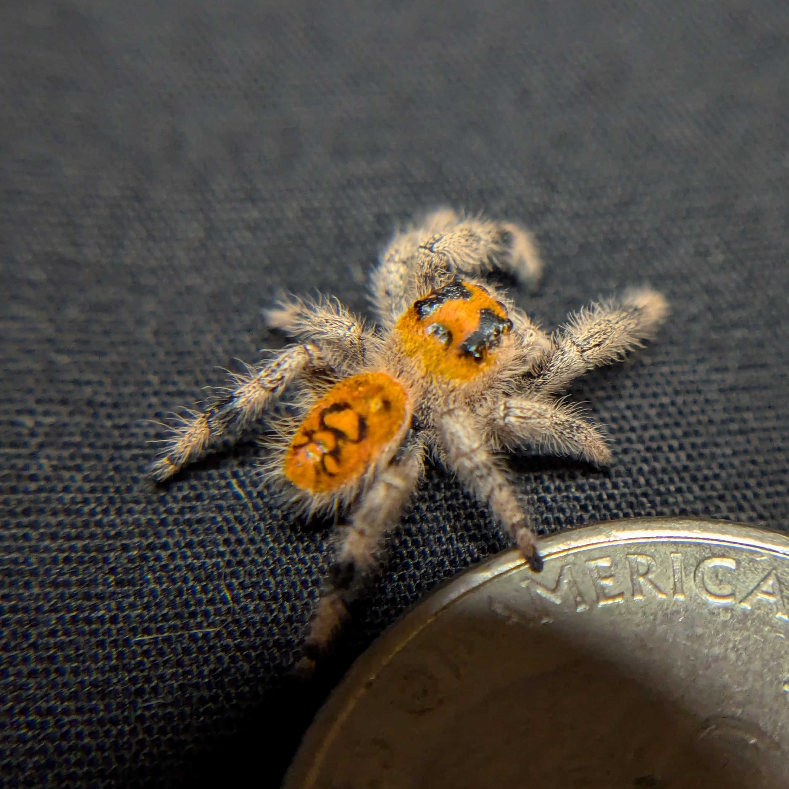 Regal Jumping Spider "Clementine"