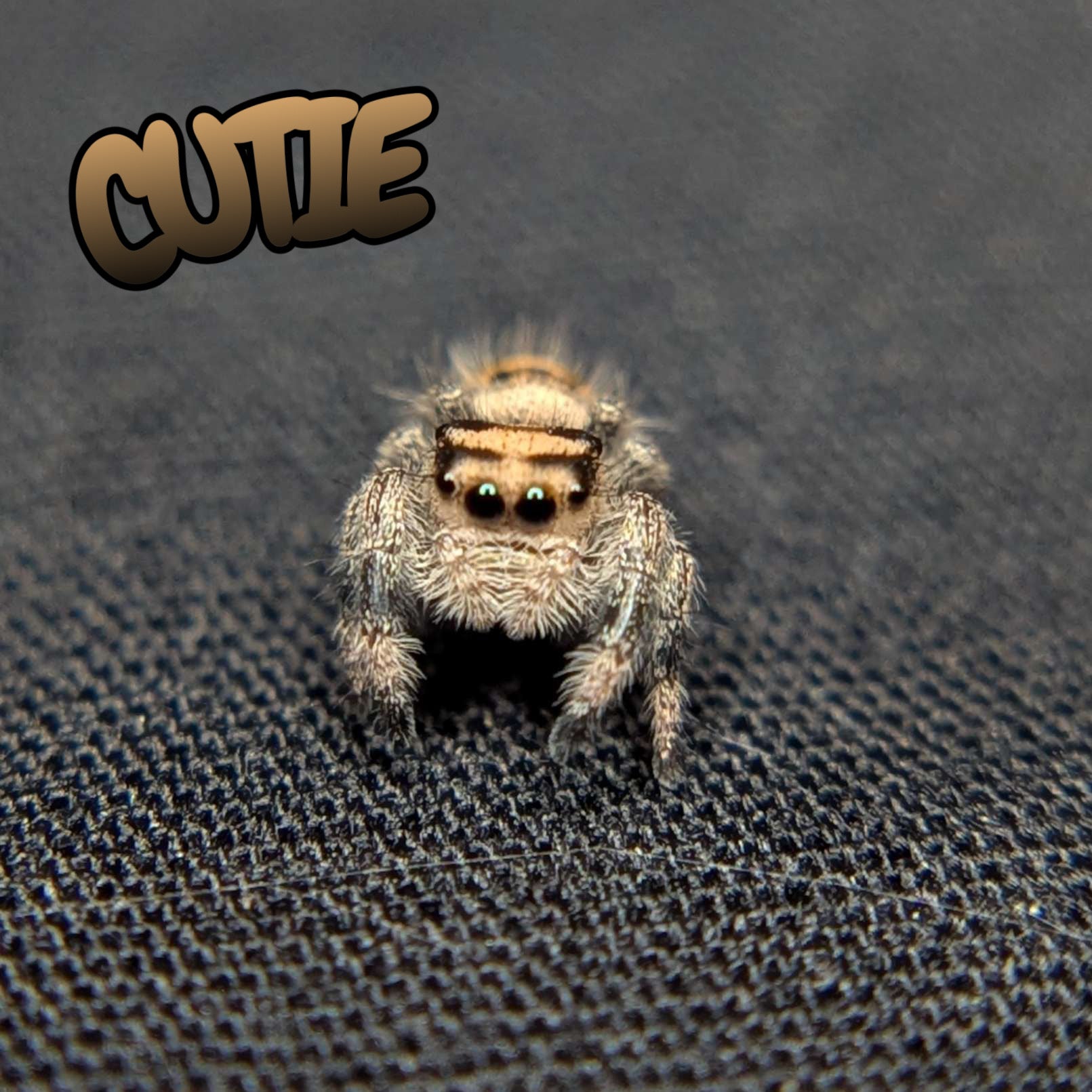 Regal Jumping Spider "Cutie"