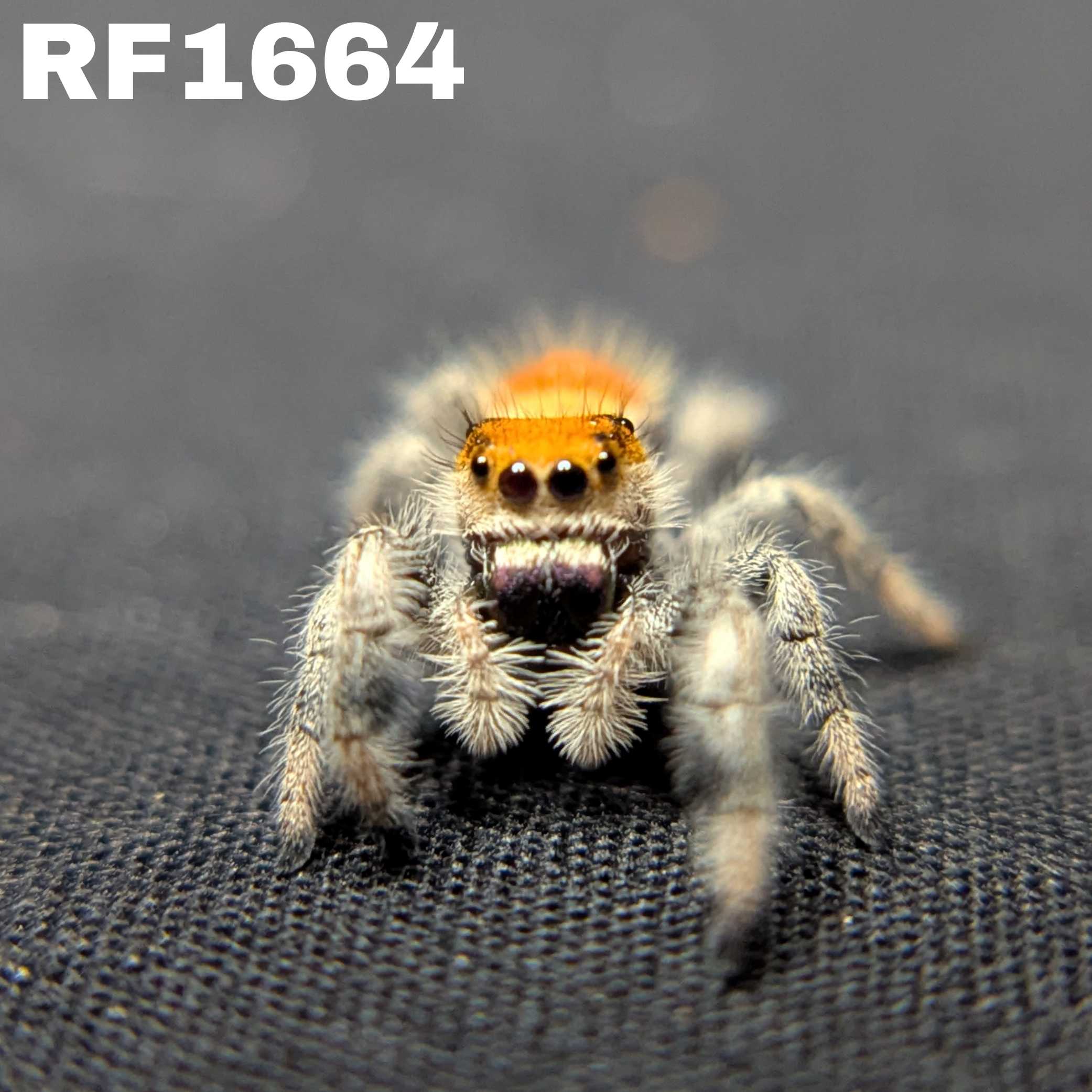 Regal Jumping Spider "Raisin"