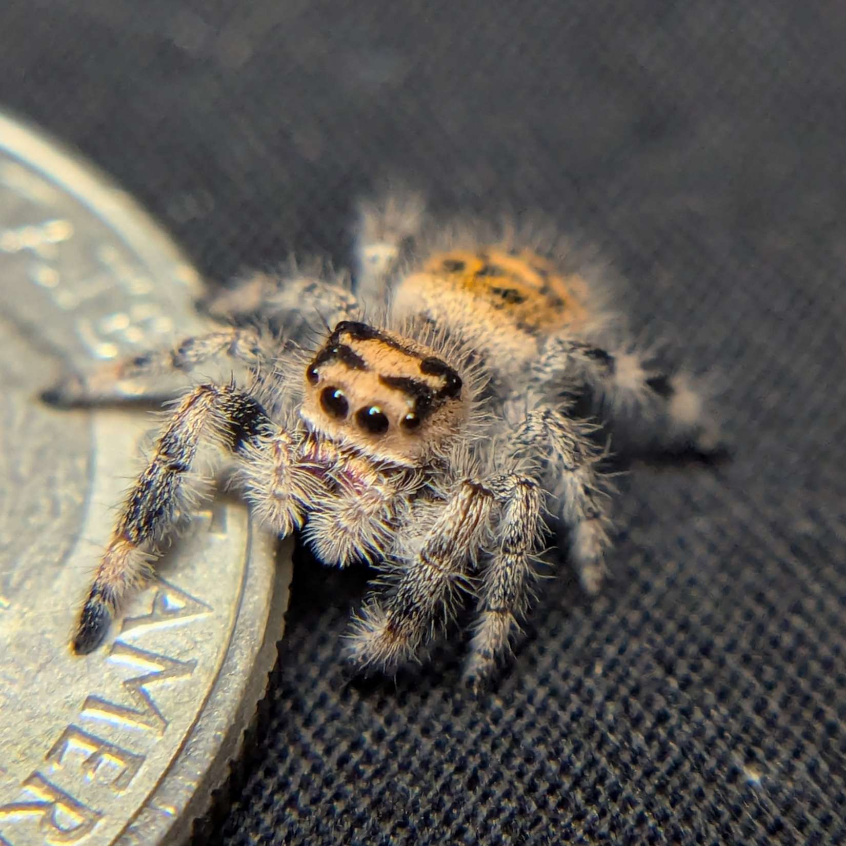 Regal Jumping Spider "Tart"