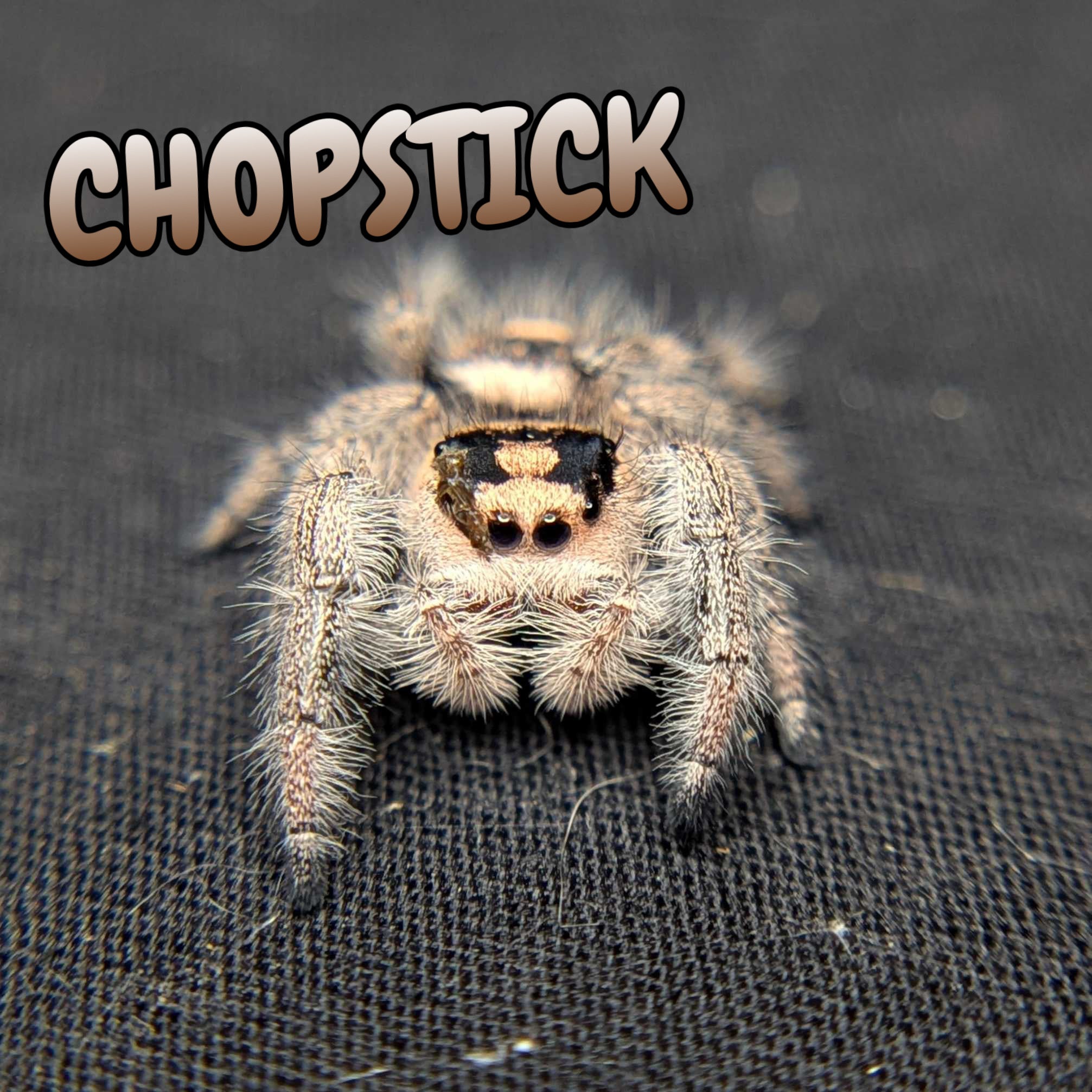 Regal Jumping Spider "Chopstick"