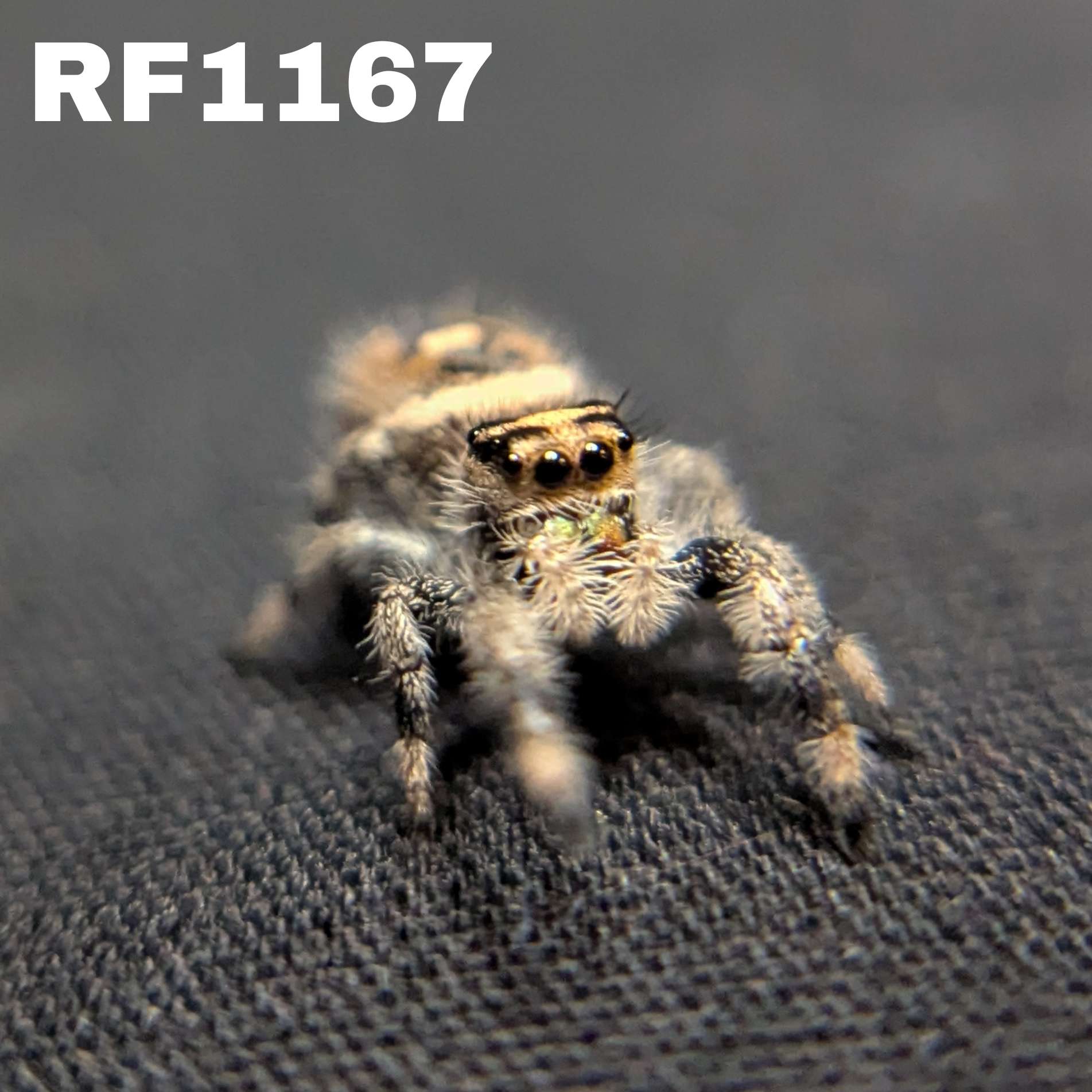 Regal Jumping Spider "Coco"