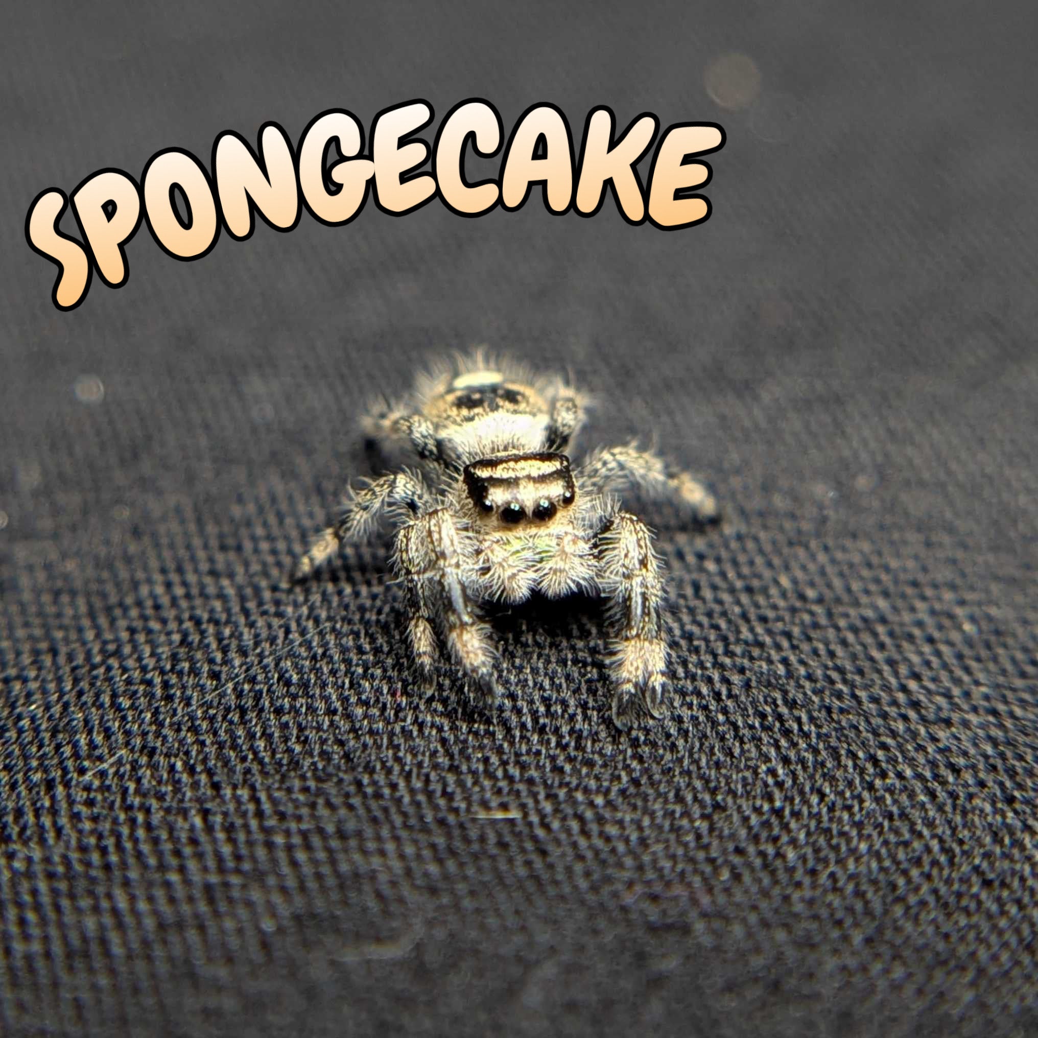 Regal Jumping Spider “Spongecake”