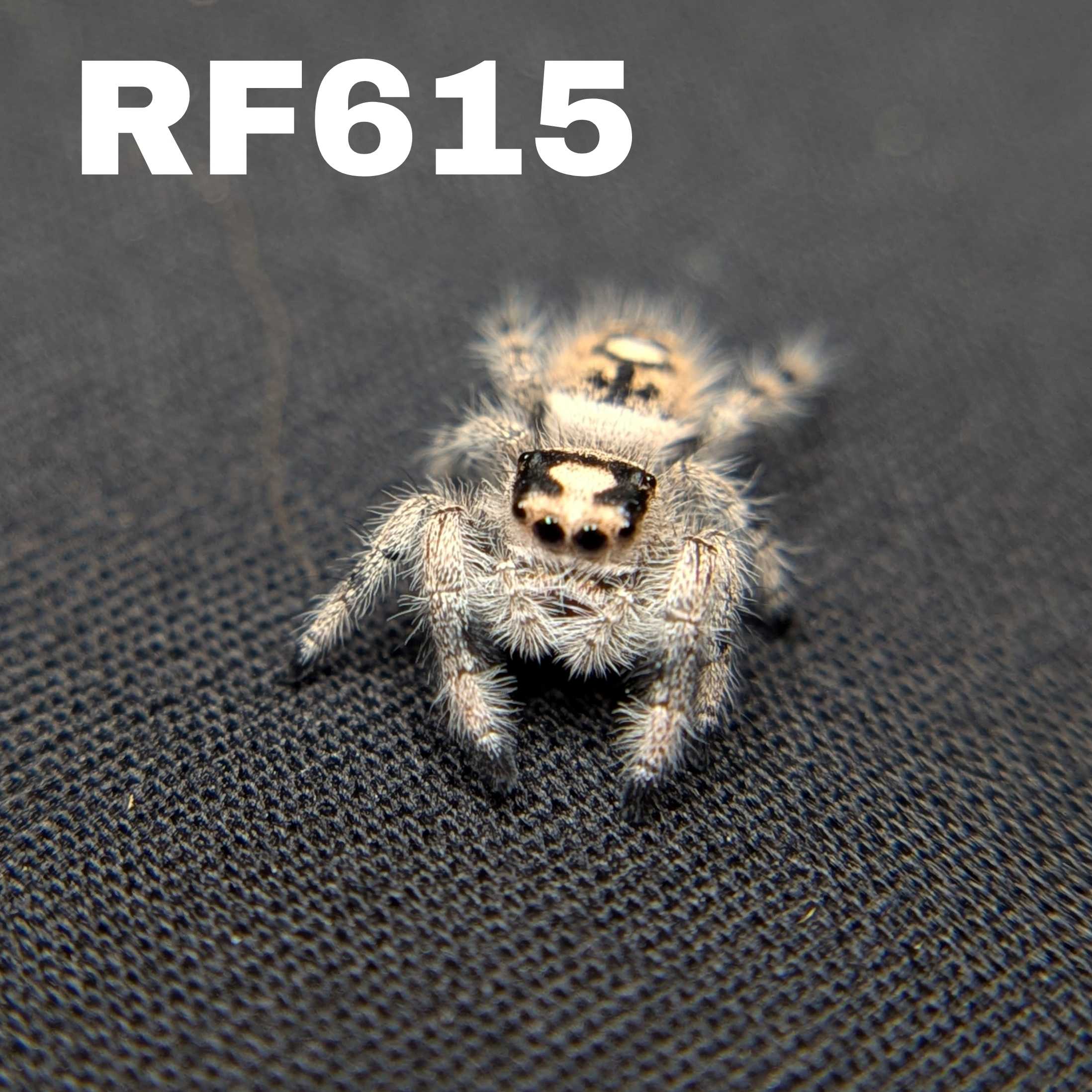 Regal Jumping Spider "Stuffing"