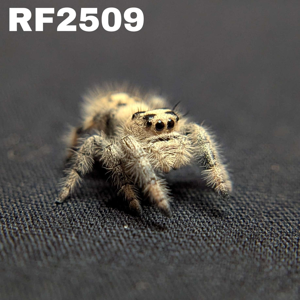 Regal Jumping Spider "Teddy"