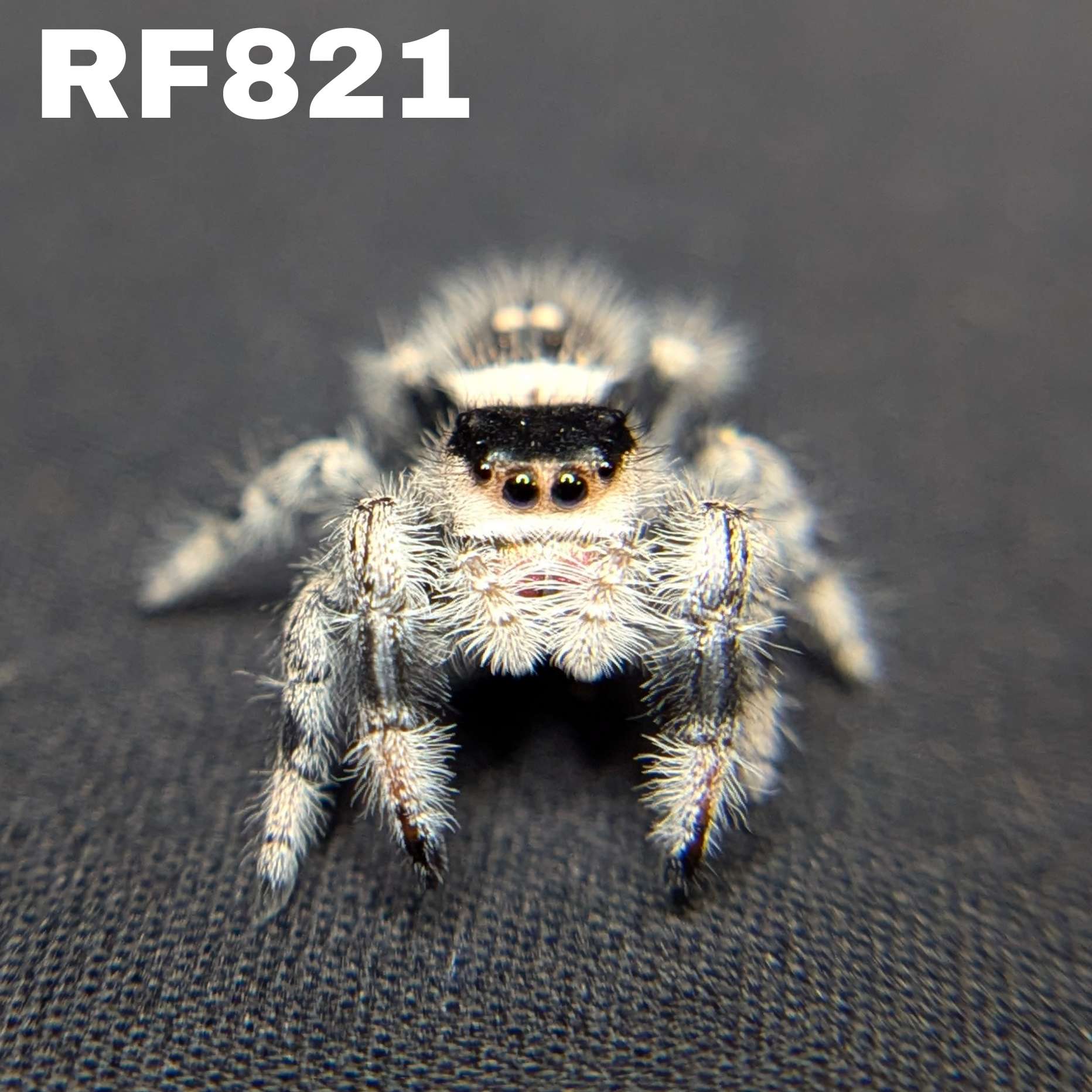 Regal Jumping Spider "Velvet"
