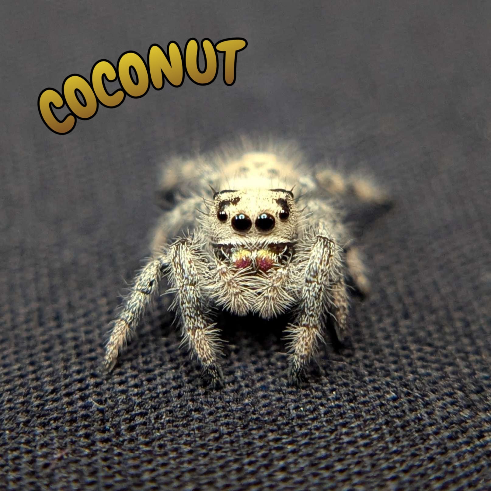 Regal Jumping Spider "Coconut"