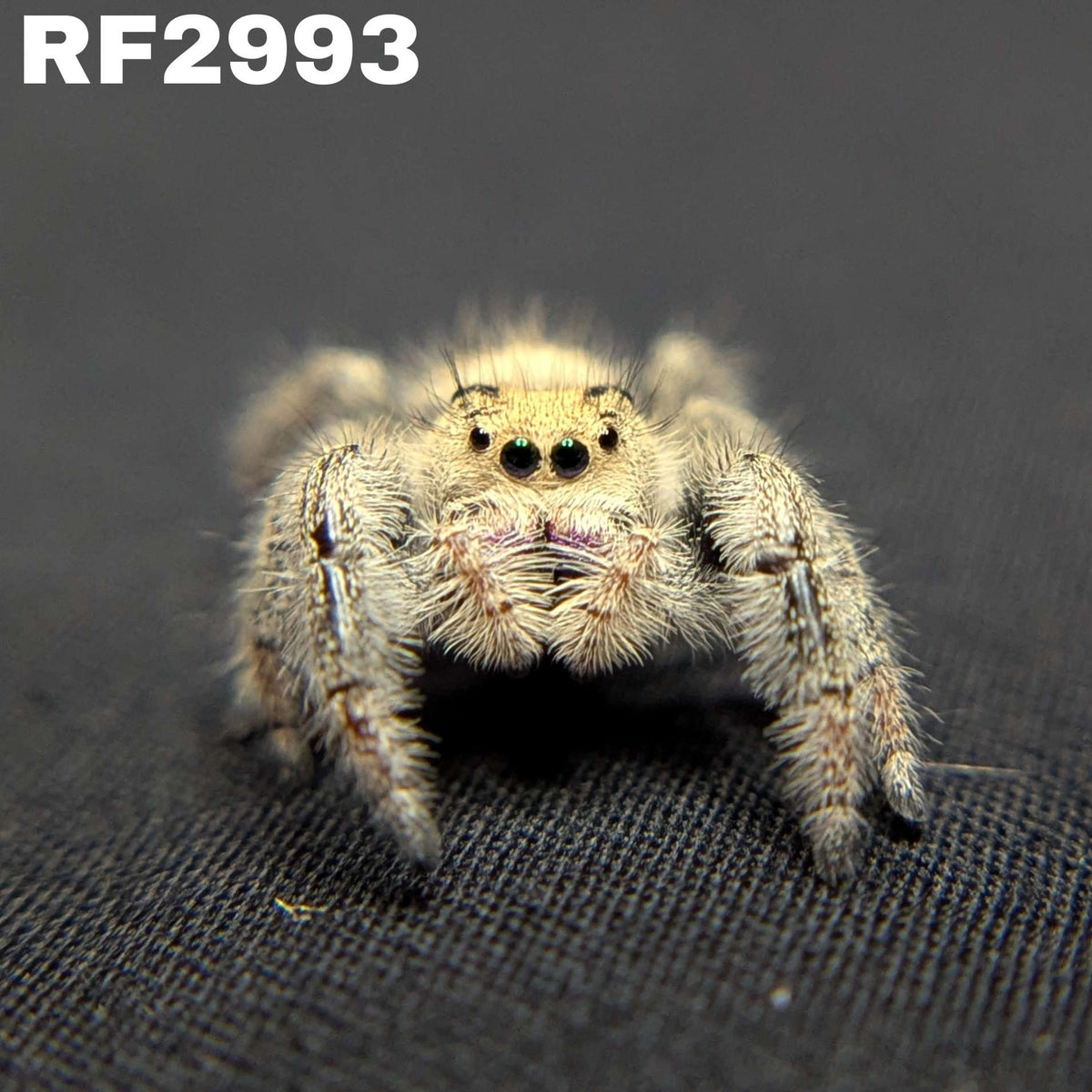 Regal Jumping Spider "Moody"