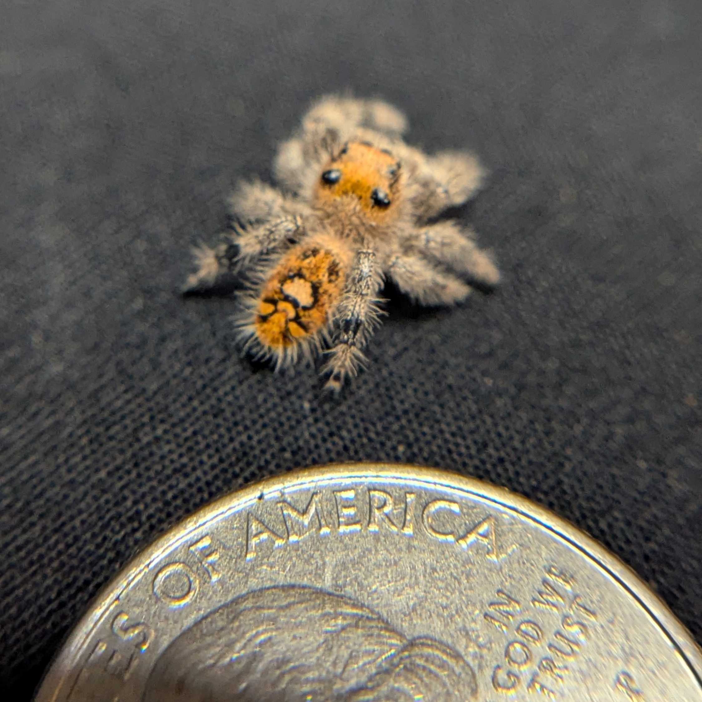 Regal Jumping Spider “Wheatly”