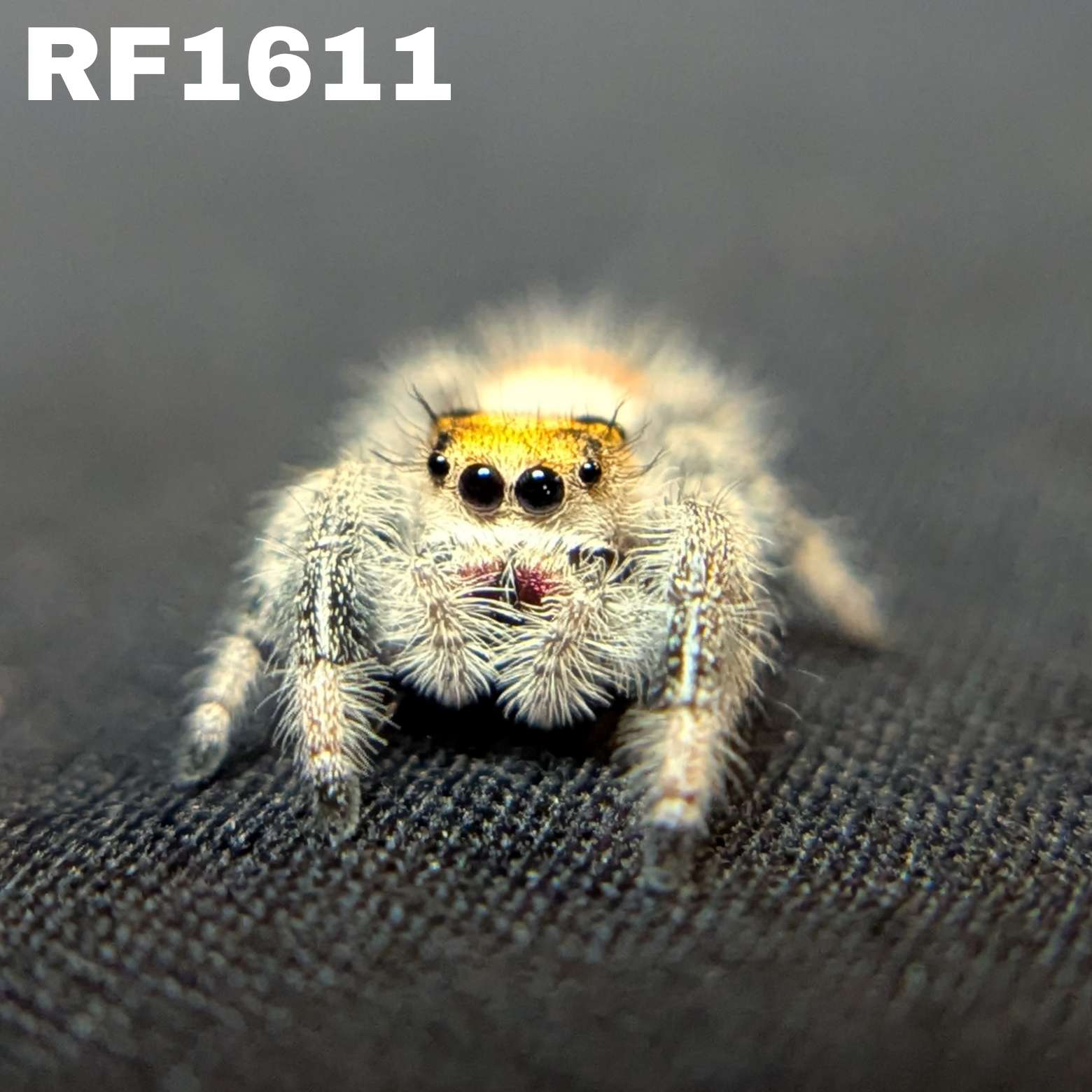 Regal Jumping Spider “Pineapple Express”