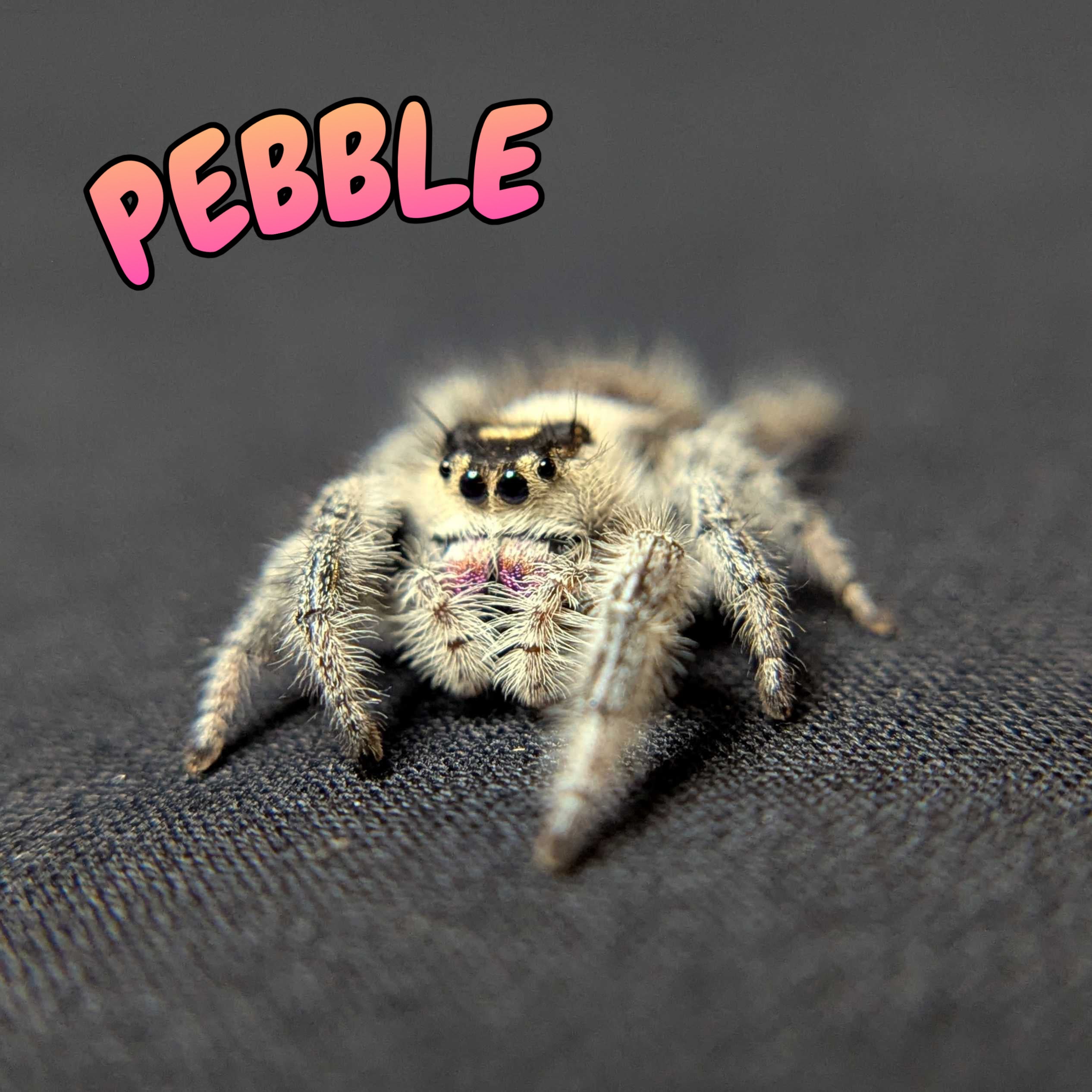 Regal Jumping Spider “Pebble”