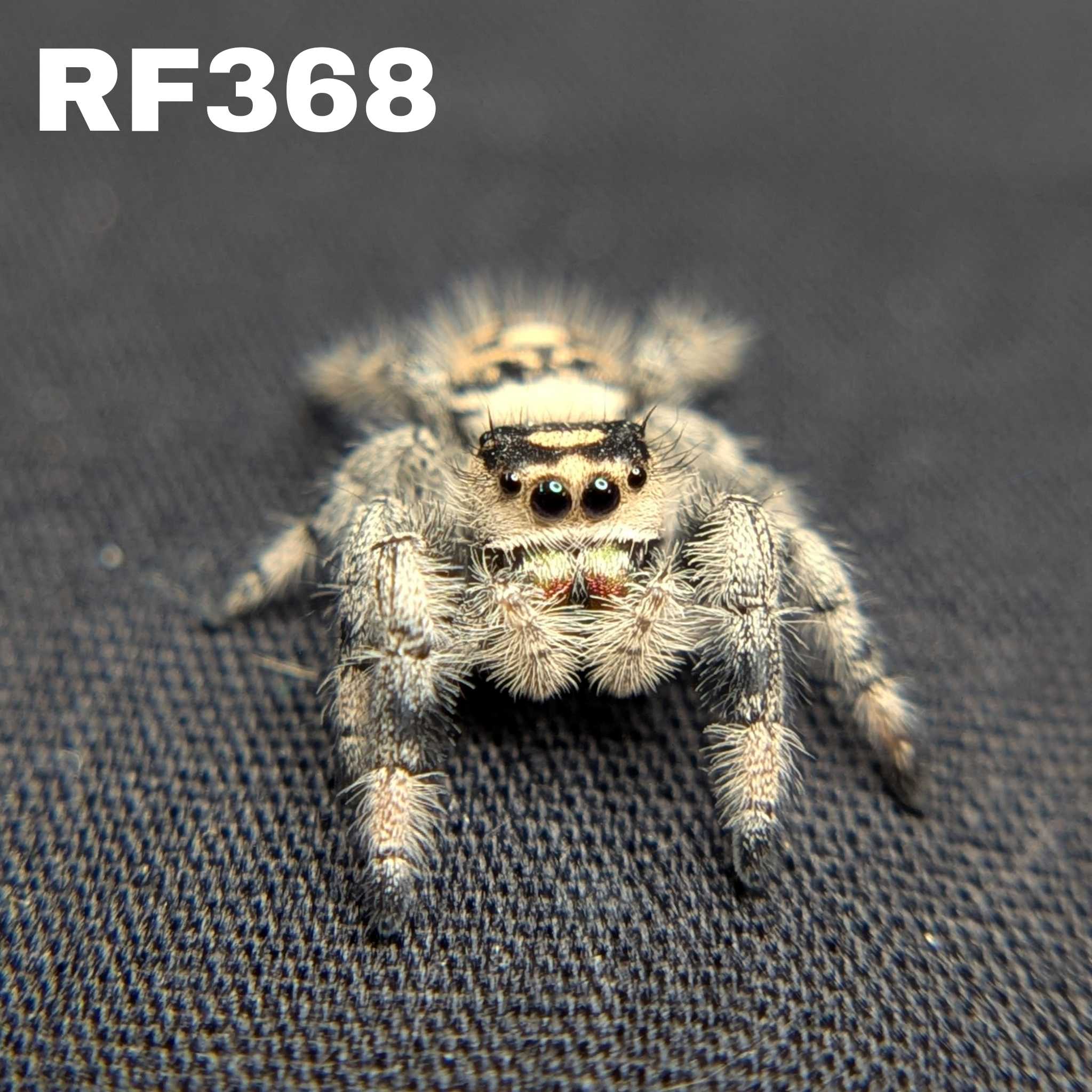 Regal Jumping Spider "Papaya"