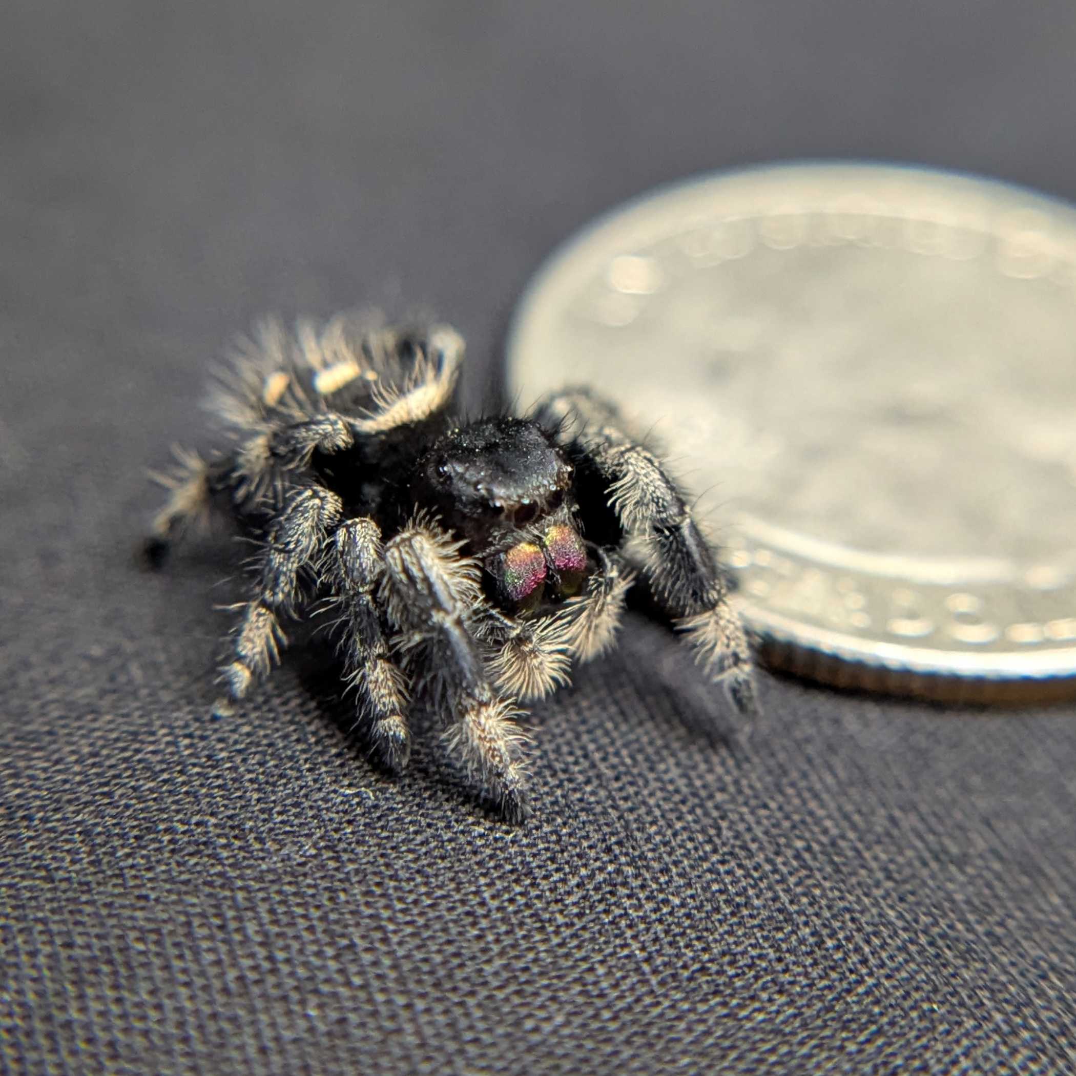 Regal Jumping Spider "Morticia"
