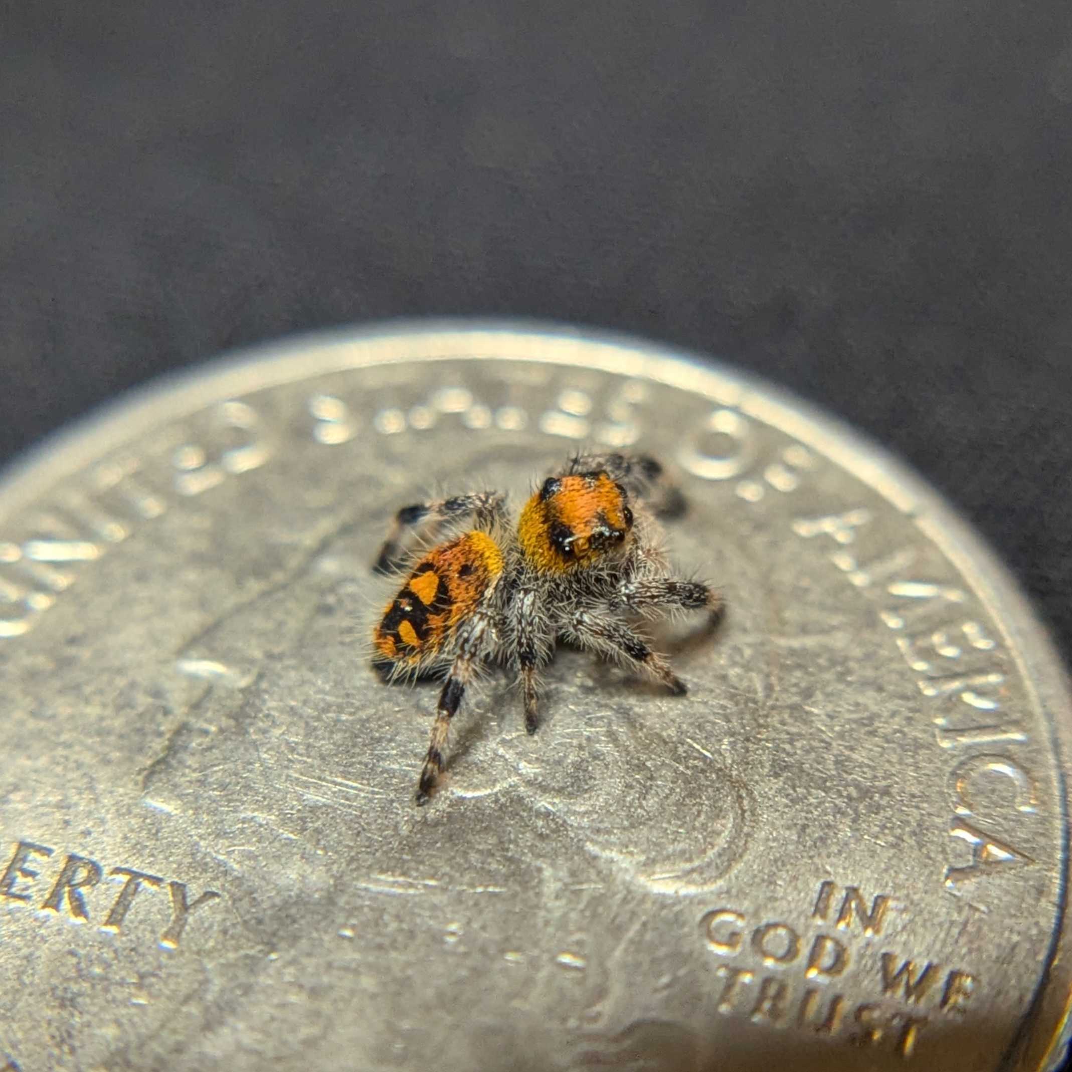 Regal Jumping Spider “Marigold”