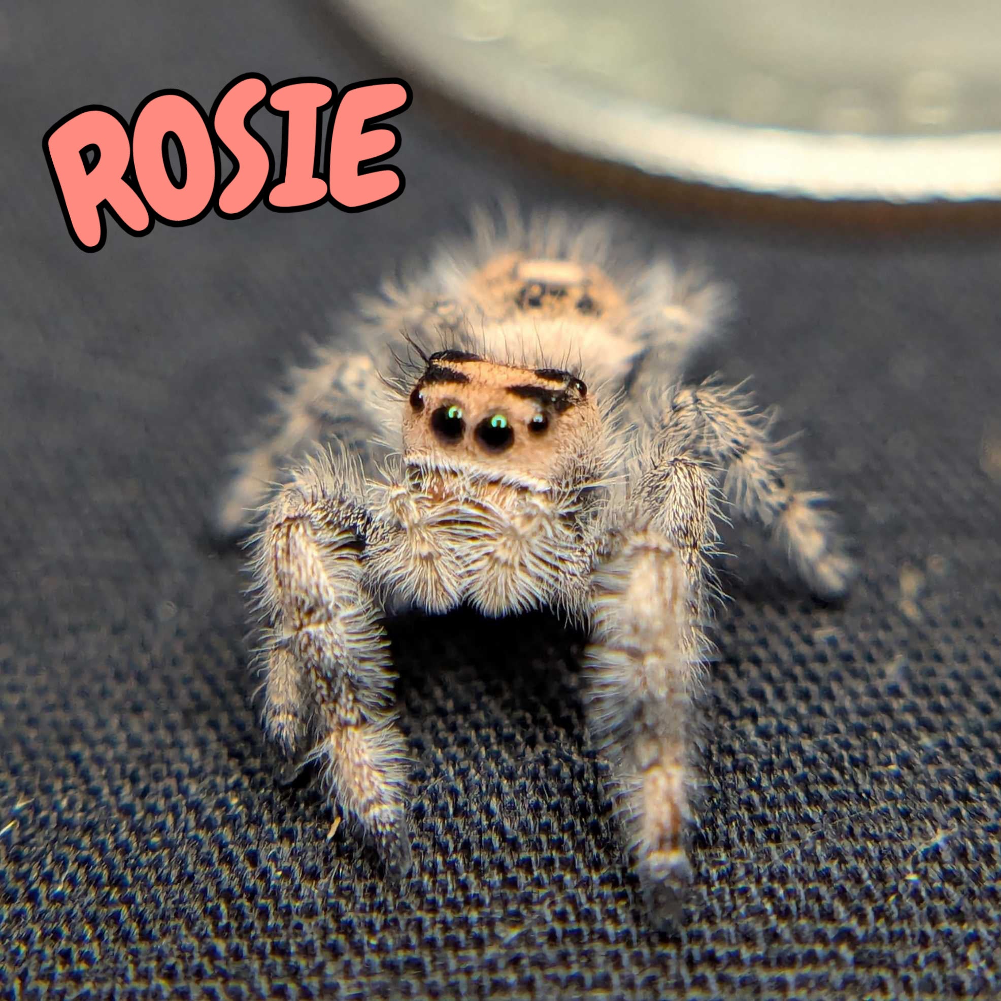 Regal Jumping Spider "Rosie"