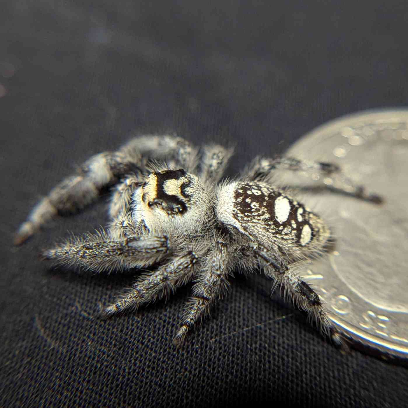 Regal Jumping Spider "Cookies n Cream"