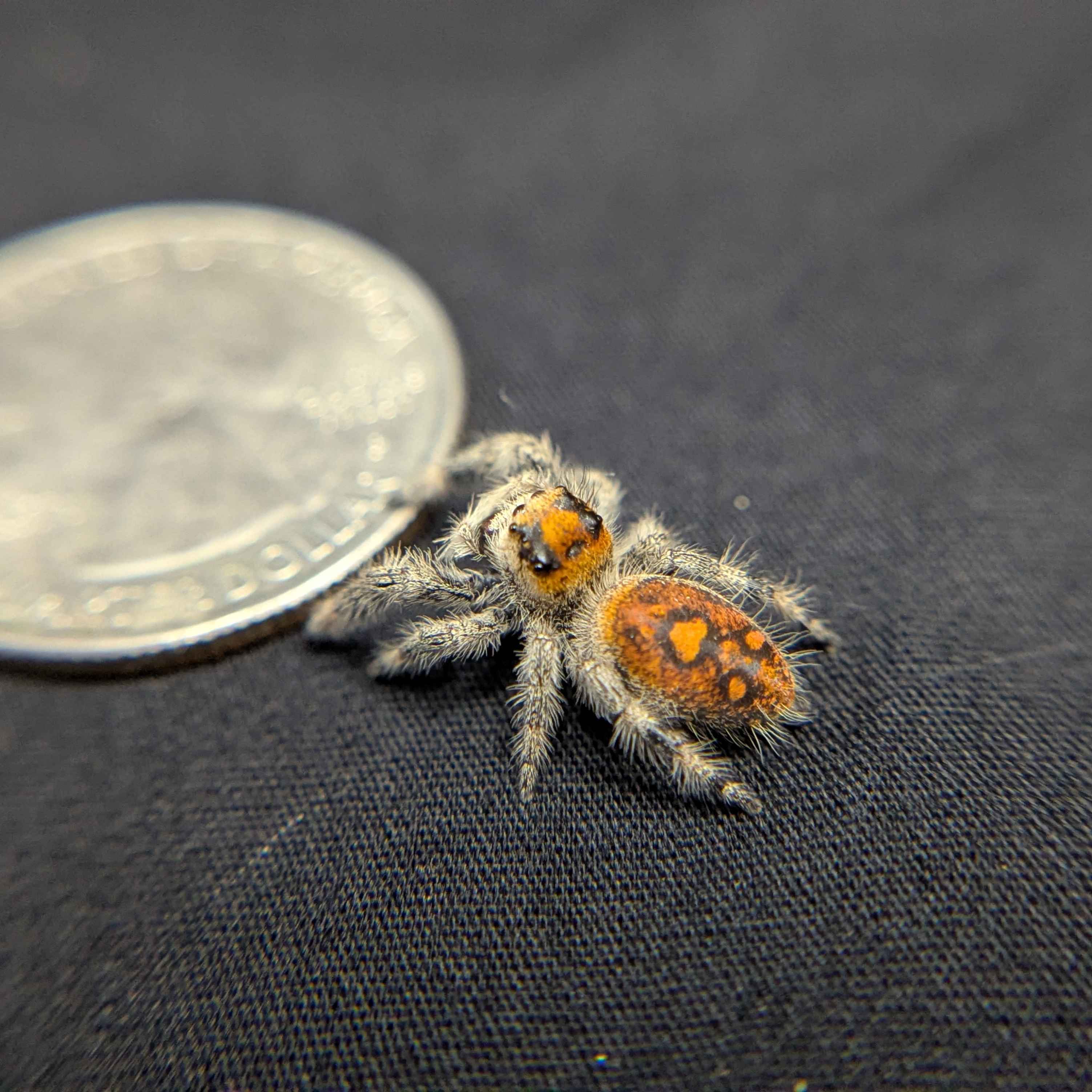 Regal Jumping Spider "Imogen"