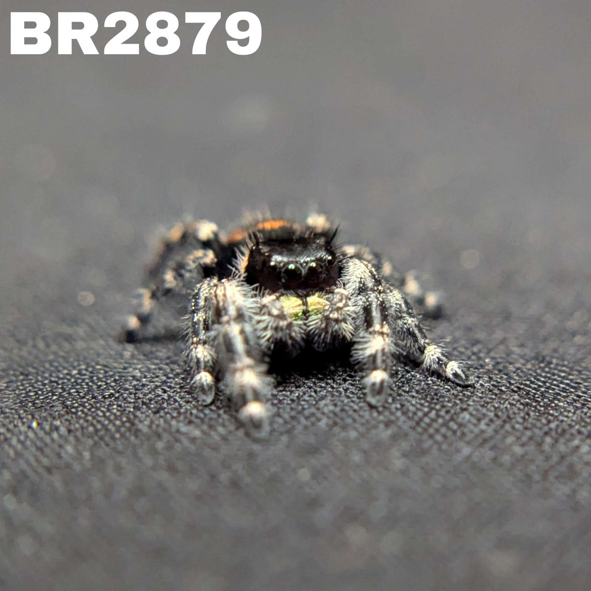 Audax Jumping Spider "Jericho"