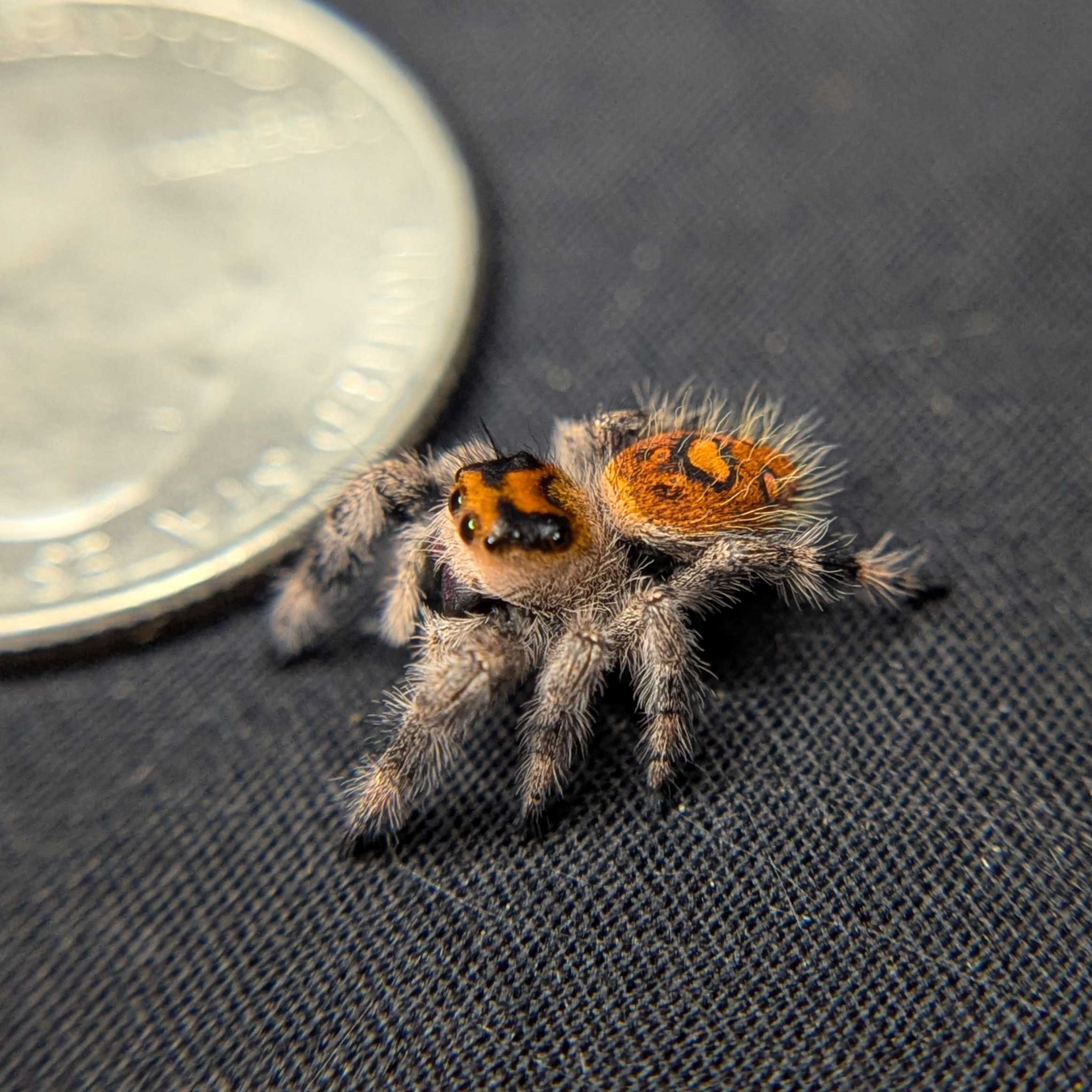 Regal Jumping Spider "Charmander"