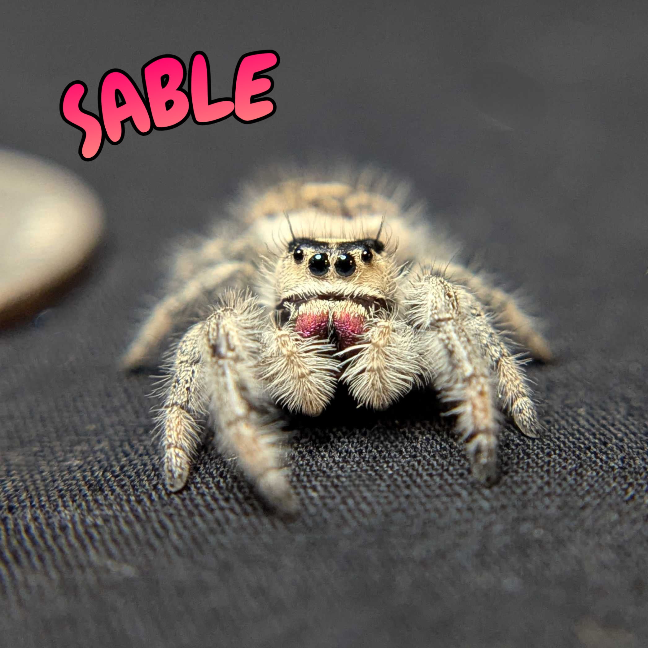 Regal Jumping Spider “Sable”