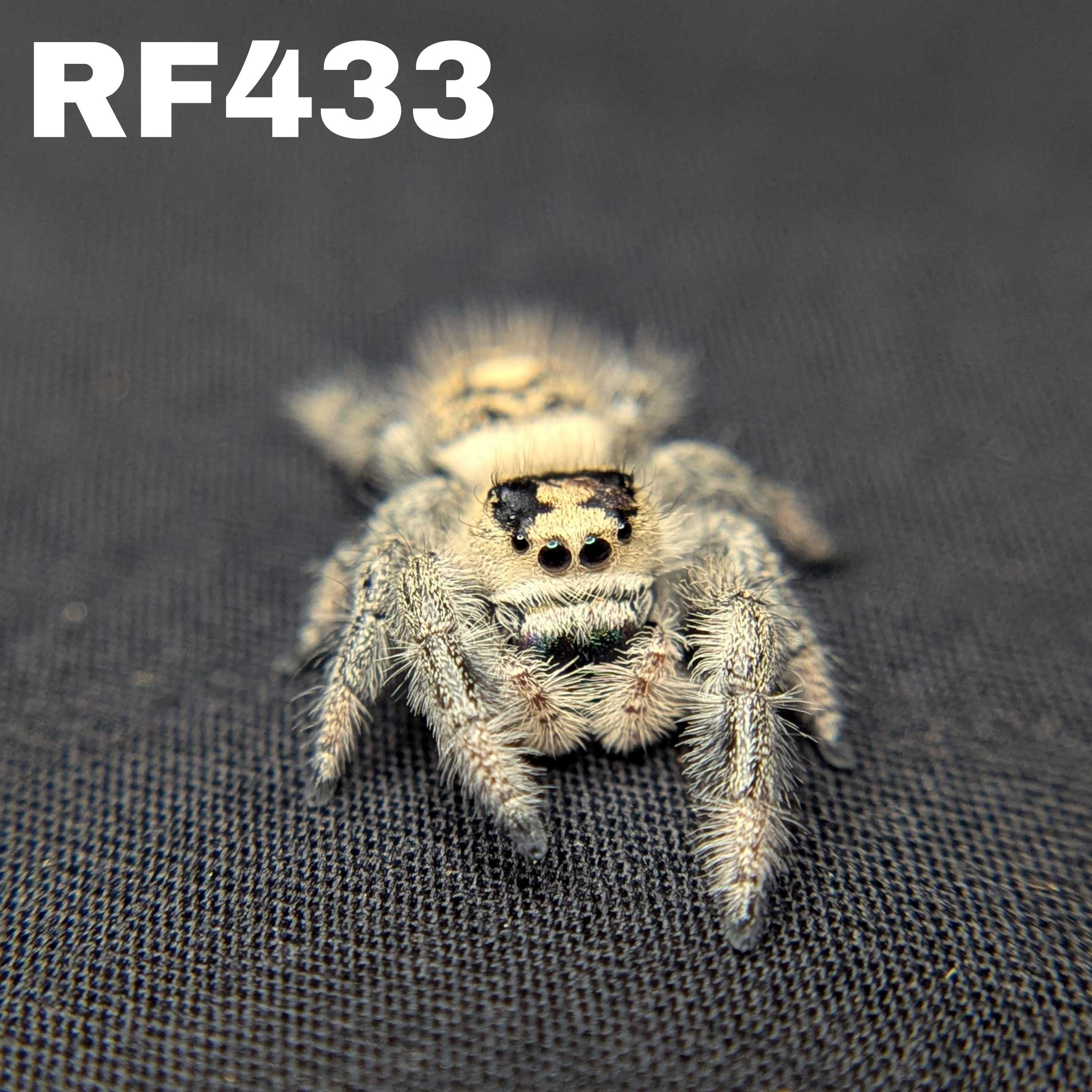 Regal Jumping Spider "Sandberry"