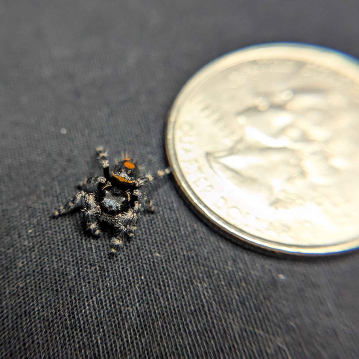 Audax Bryantae Jumping Spider "Journey"