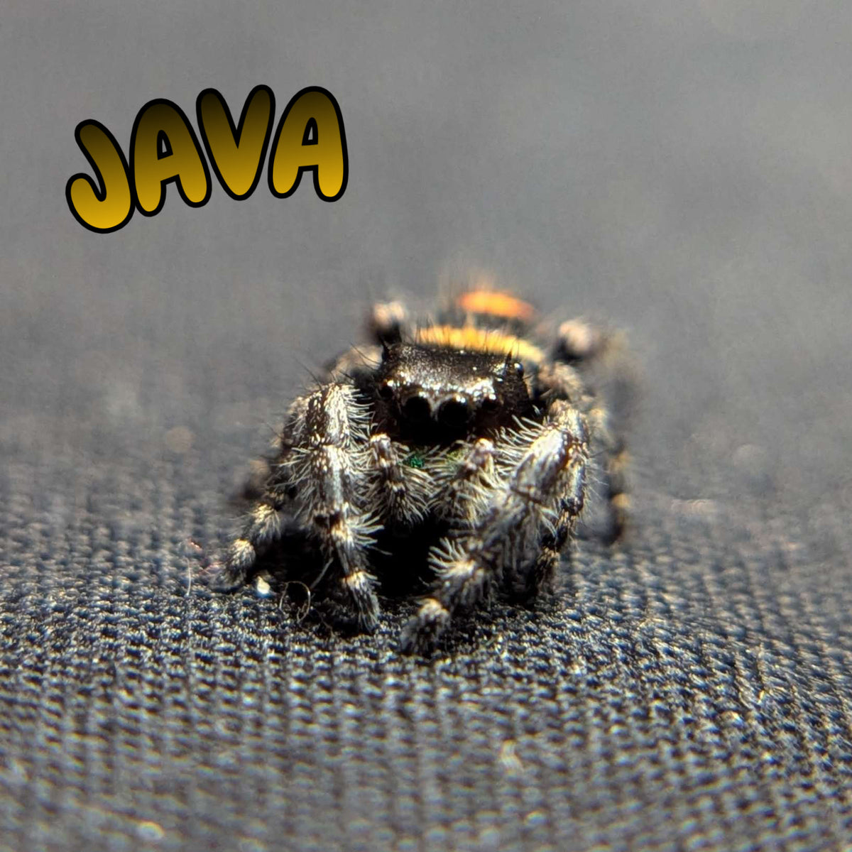 Audax Bryantae Jumping Spider "Java"