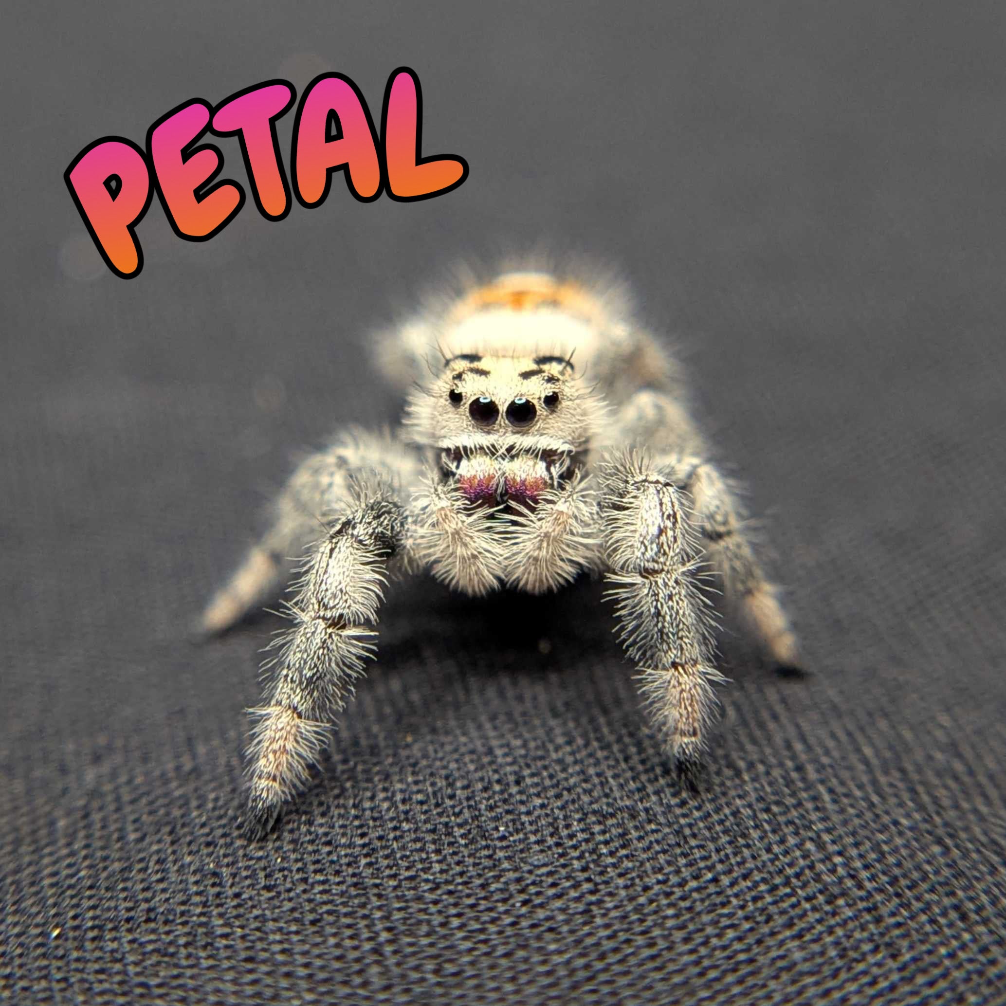 Regal Jumping Spider “Petal”