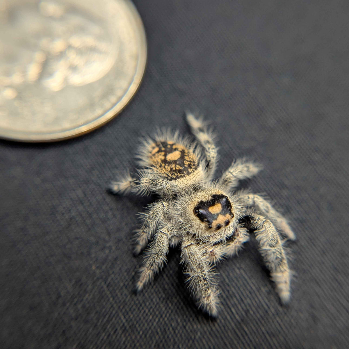 Regal Jumping Spider “Potion”
