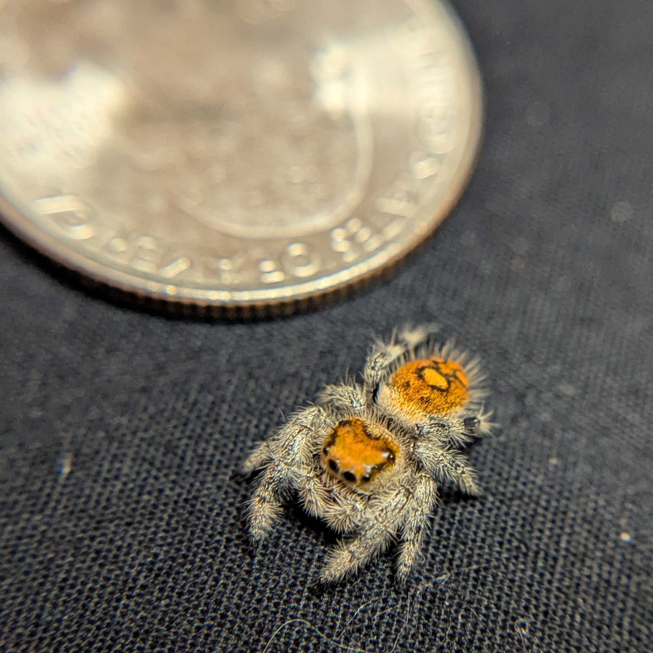 Regal Jumping Spider "Magenta"