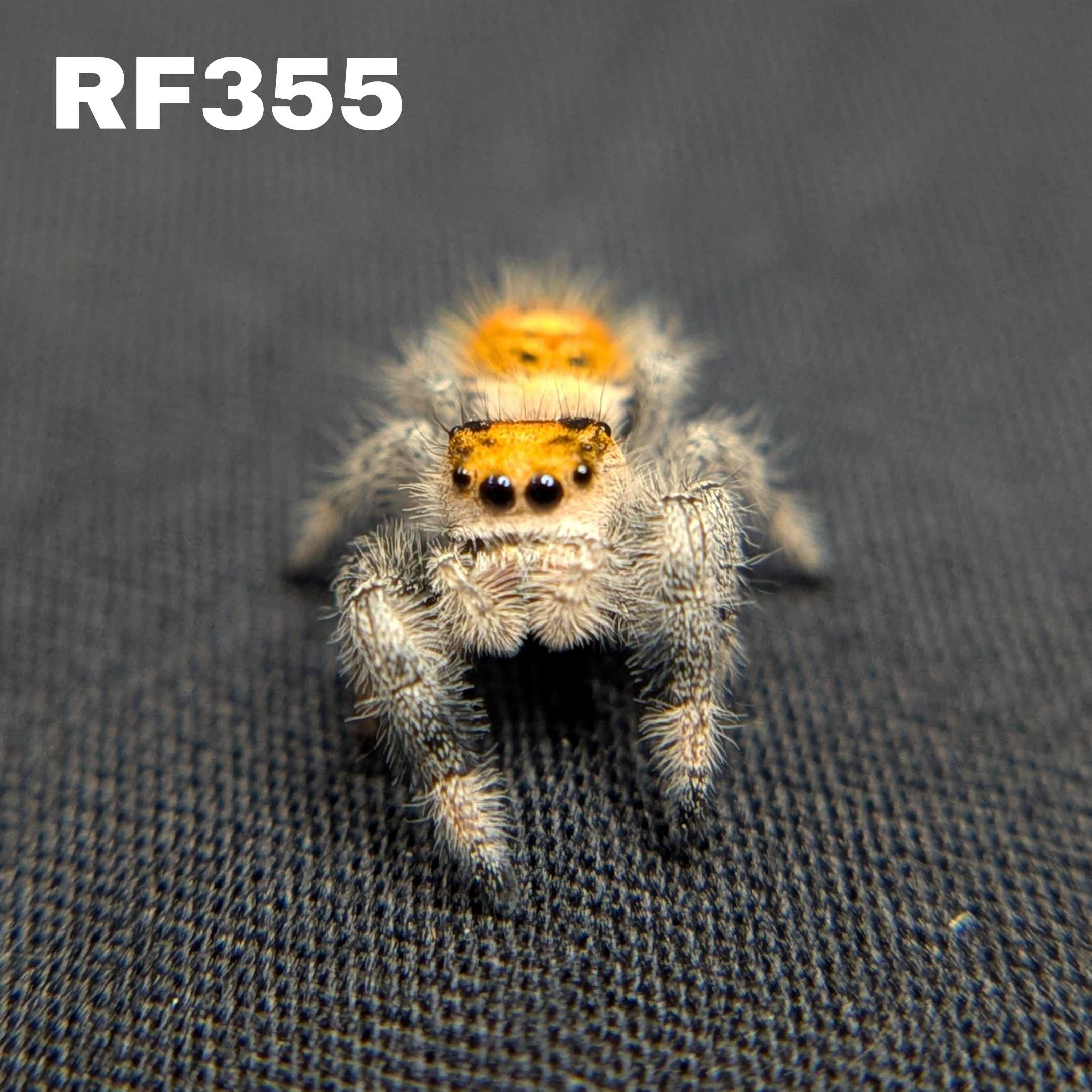 Regal Jumping Spider "Jazz"