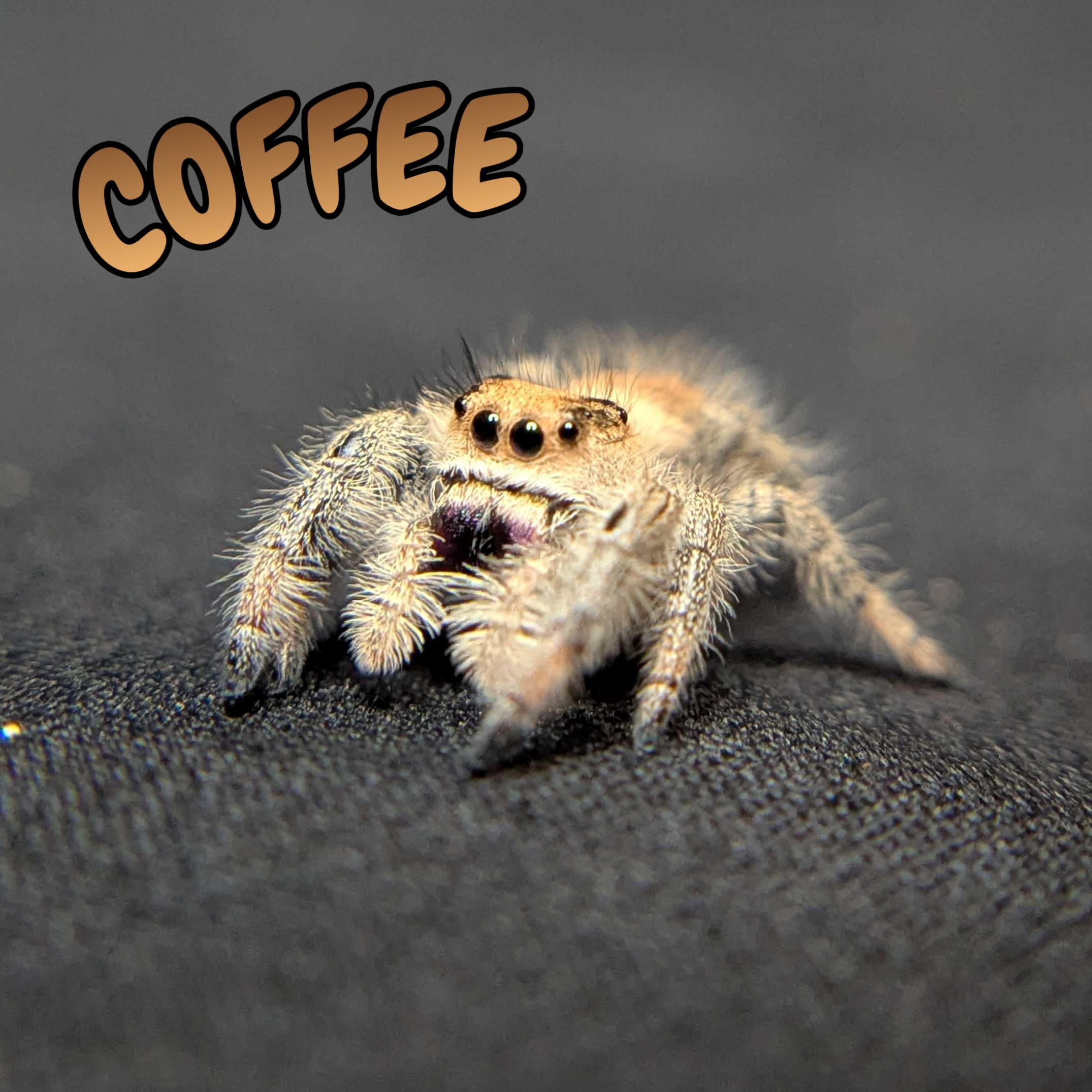 Regal Jumping Spider "Coffee"