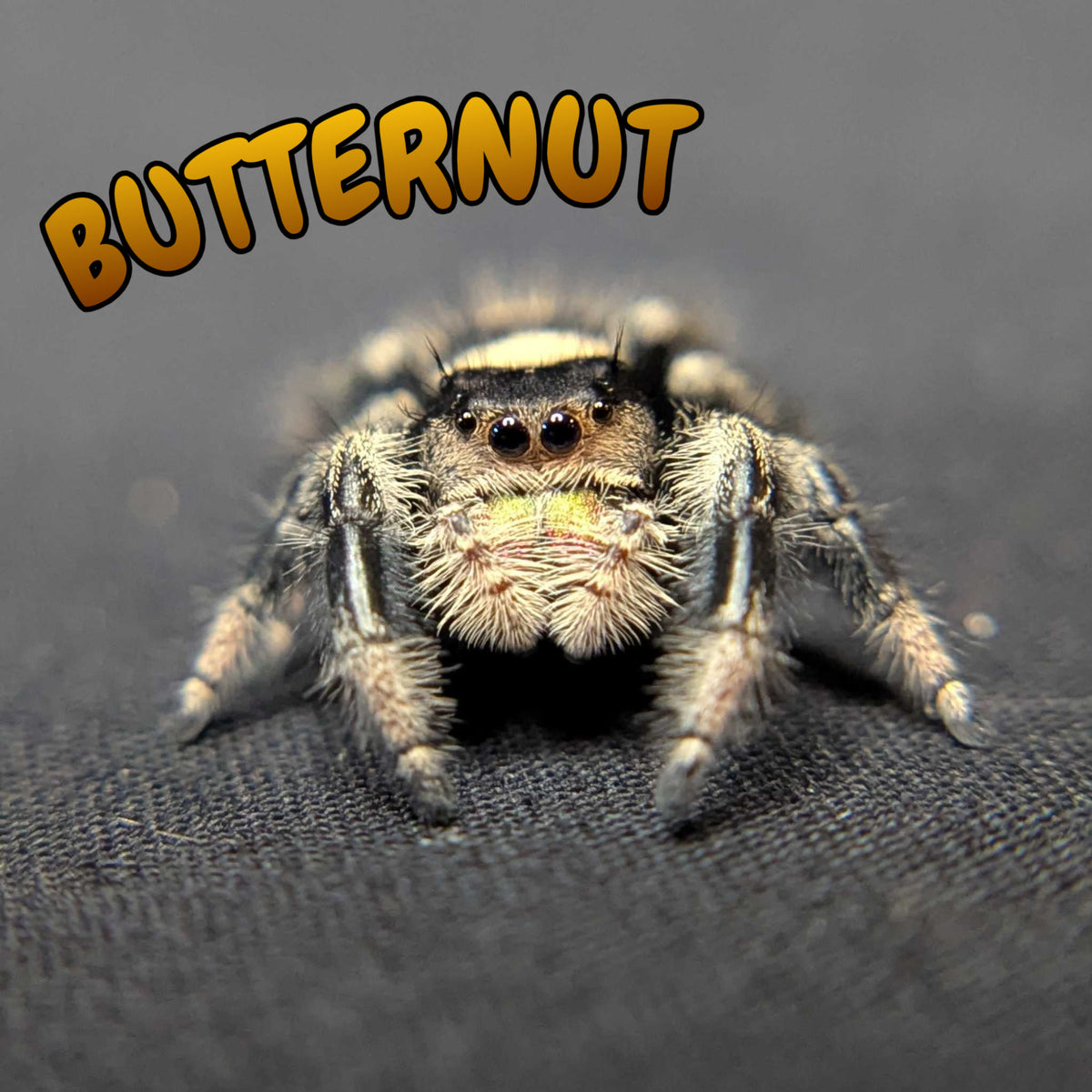 Regal Jumping Spider "Butternut"