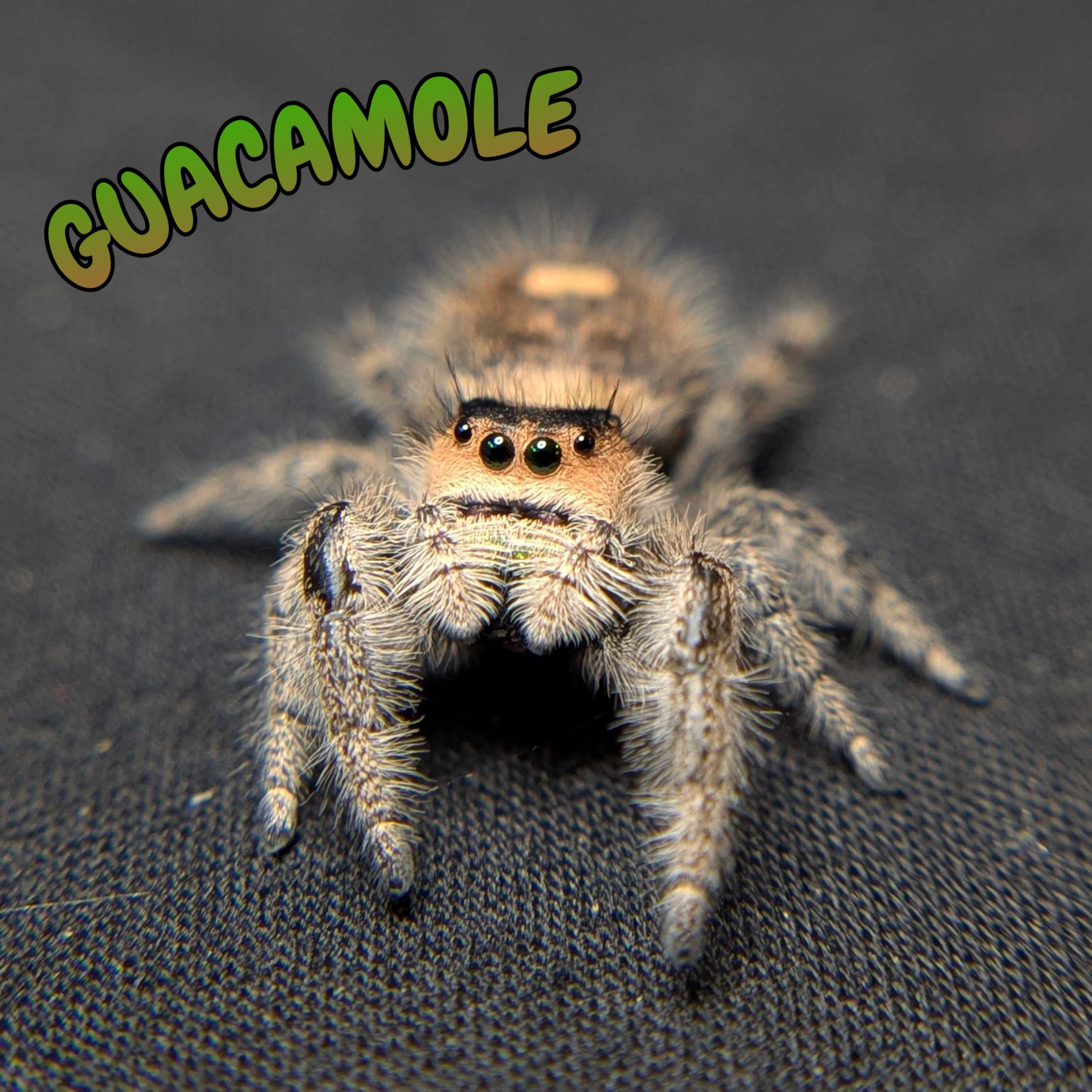 Female Regal Jumping Spider Guacamole