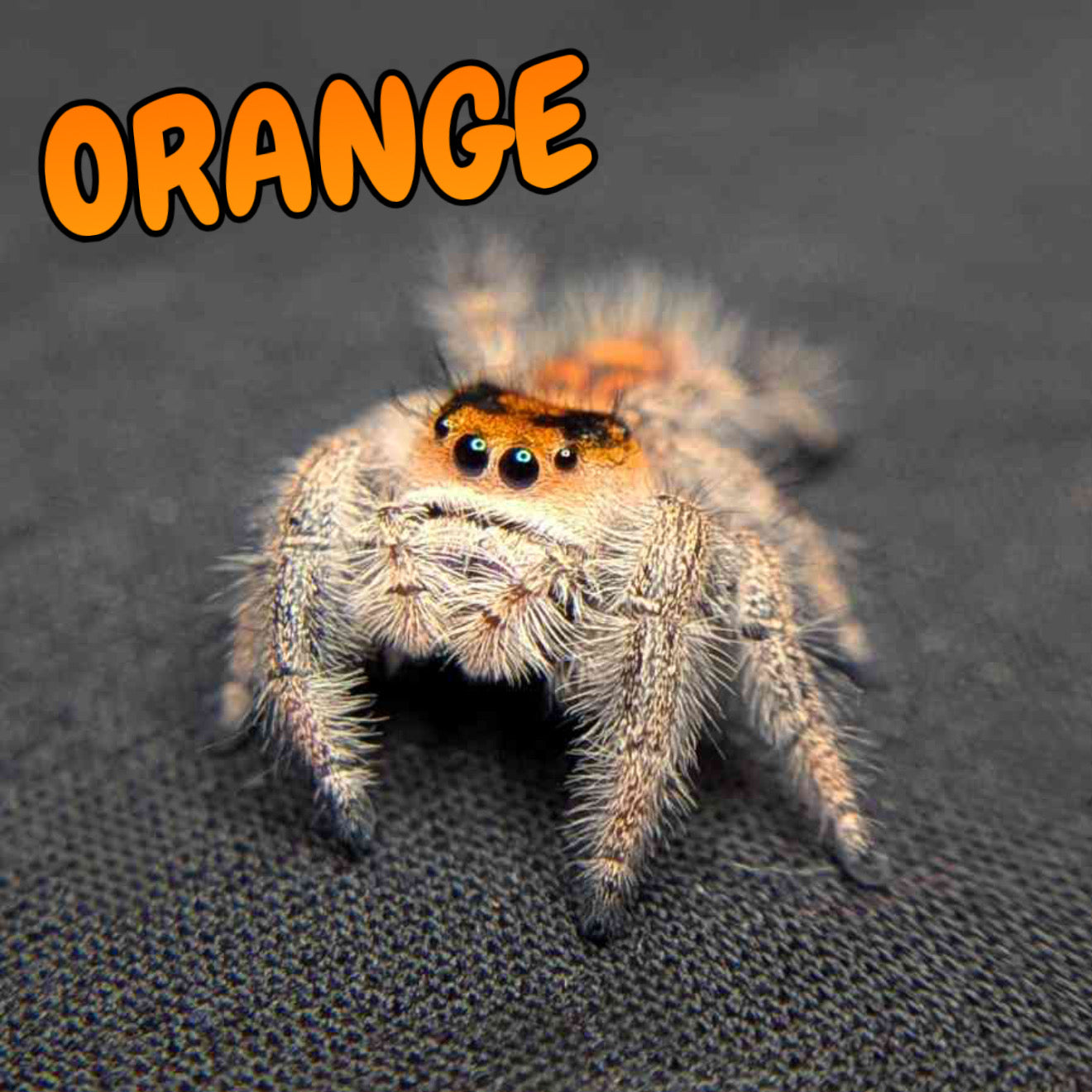 Regal Jumping Spider "Orange"